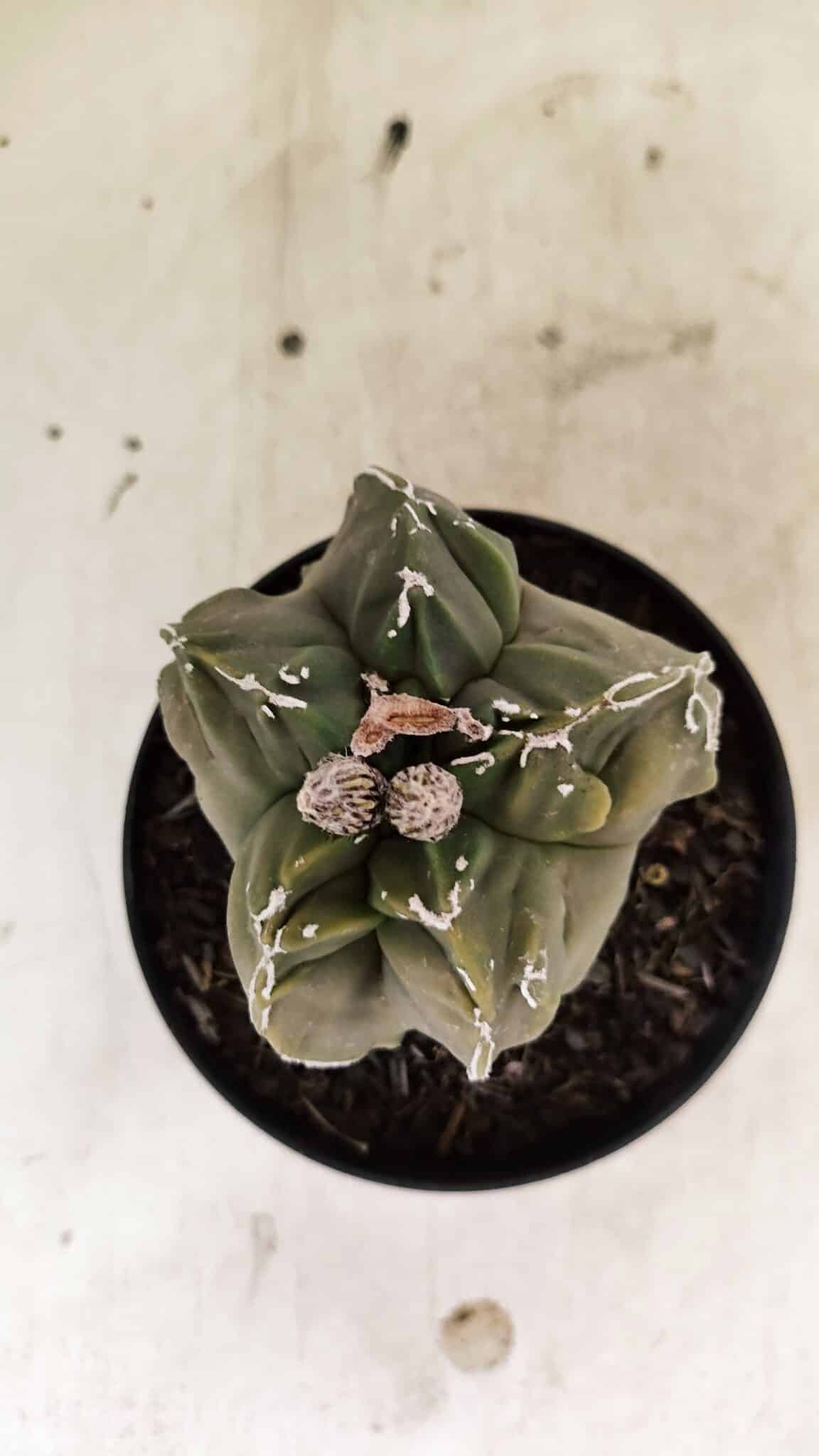 ASTROPHYTUM cv KIKKO "EXÓTICO" Nº 1074 – vaso 11 - foto 3