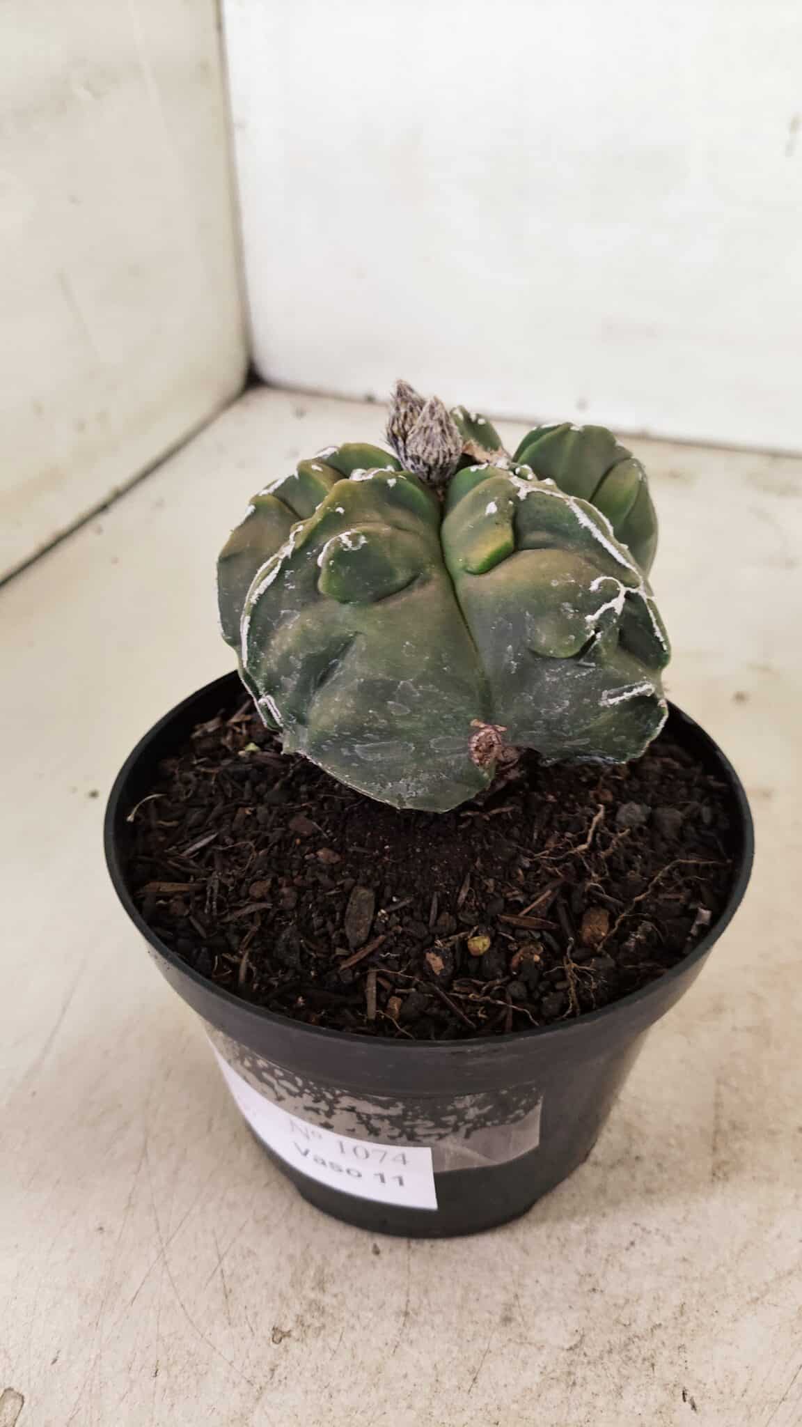 ASTROPHYTUM cv KIKKO "EXÓTICO" Nº 1074 – vaso 11 - foto 9