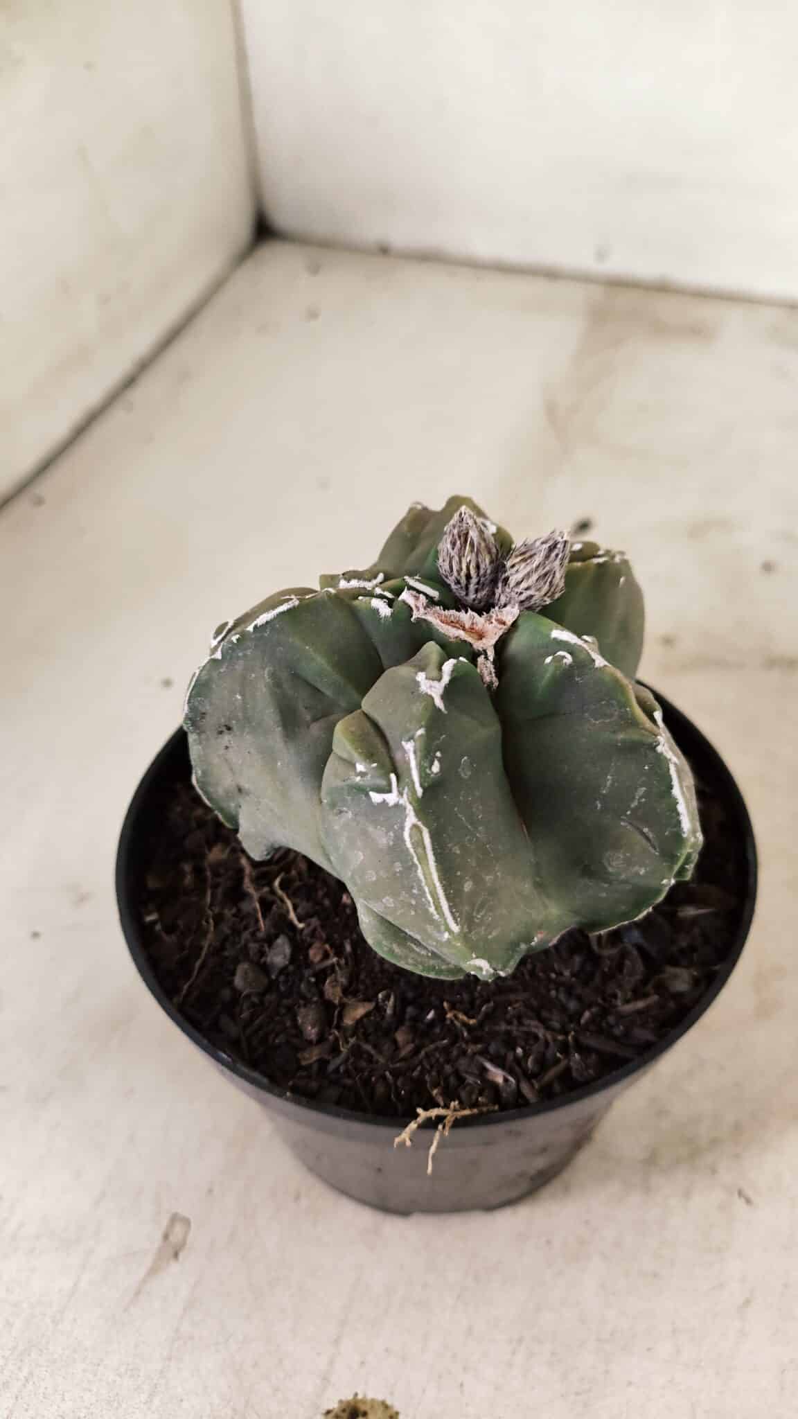 ASTROPHYTUM cv KIKKO "EXÓTICO" Nº 1074 – vaso 11 - foto 8
