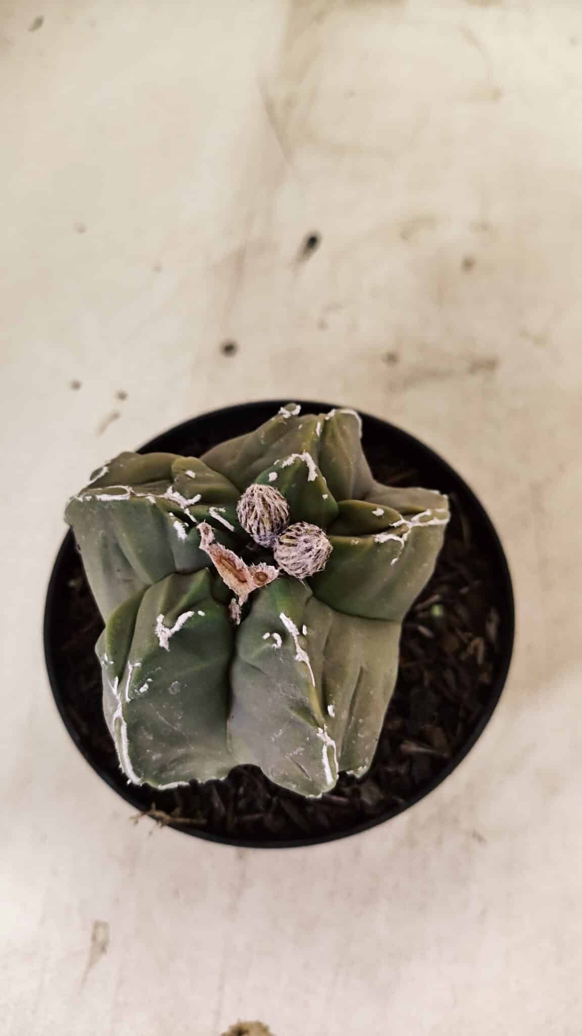 ASTROPHYTUM cv KIKKO "EXÓTICO" Nº 1074 – vaso 11 - foto 7
