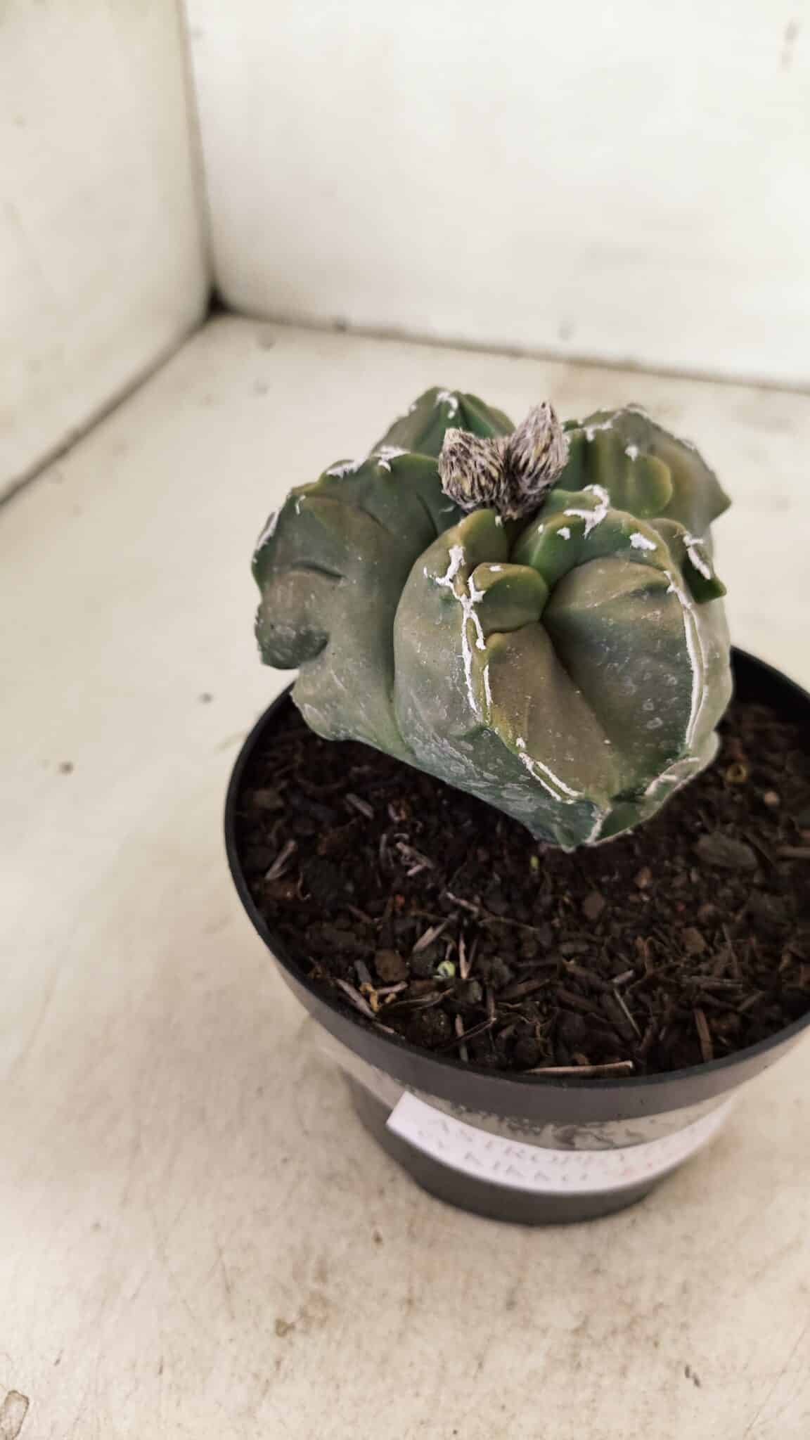 ASTROPHYTUM cv KIKKO "EXÓTICO" Nº 1074 – vaso 11 - foto 6