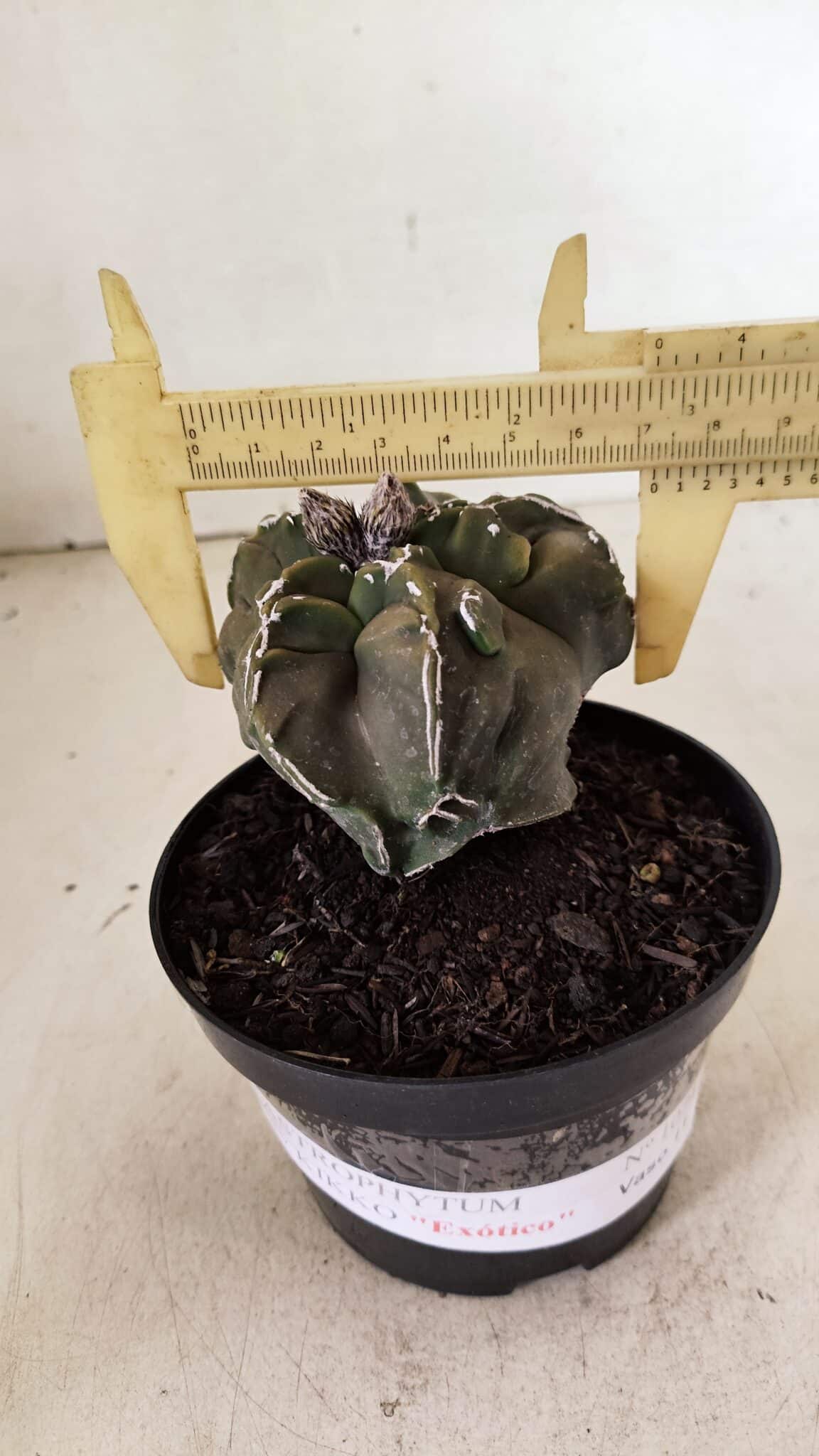 ASTROPHYTUM cv KIKKO "EXÓTICO" Nº 1074 – vaso 11 - foto 4