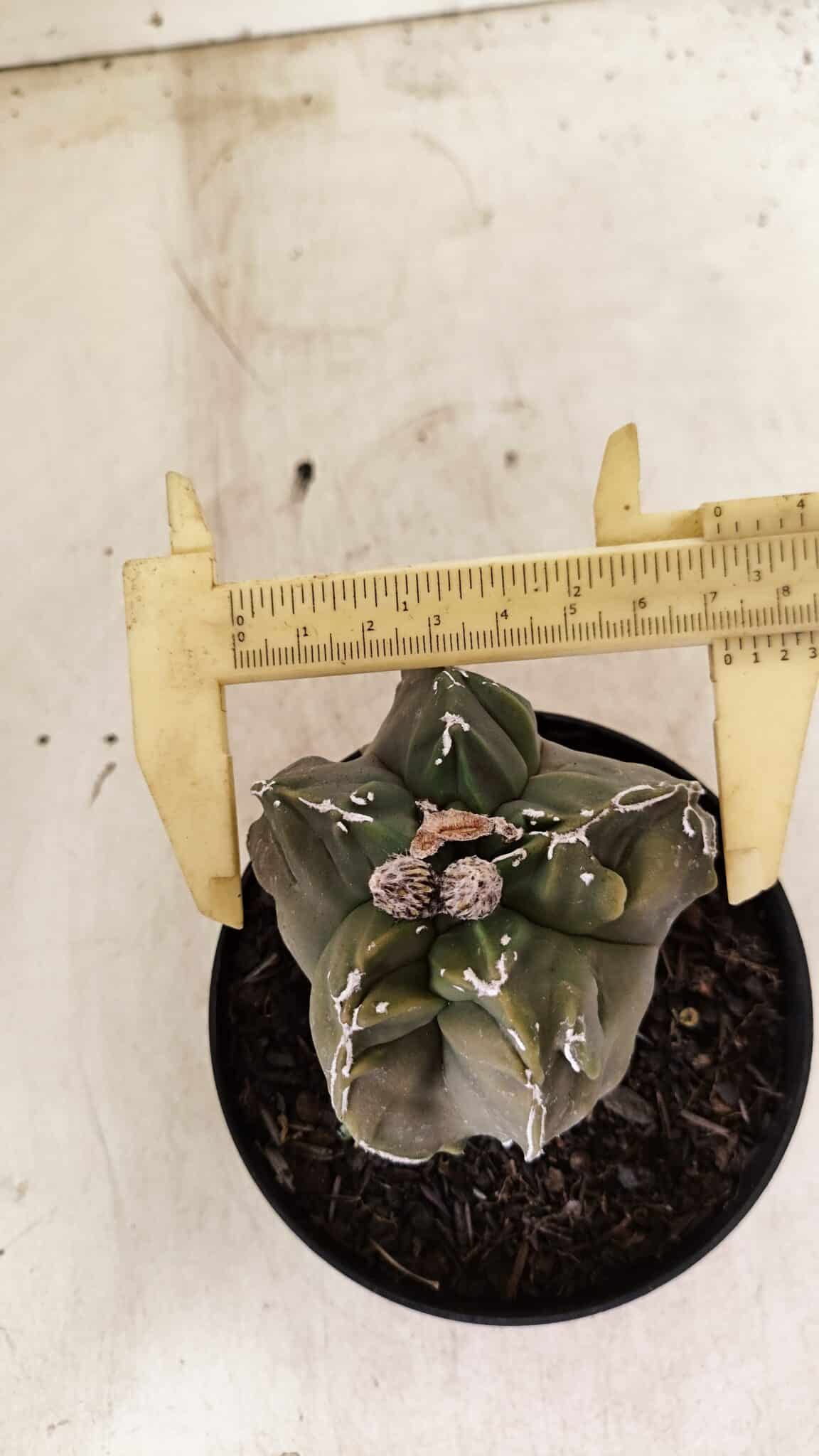 ASTROPHYTUM cv KIKKO "EXÓTICO" Nº 1074 – vaso 11 - foto 5