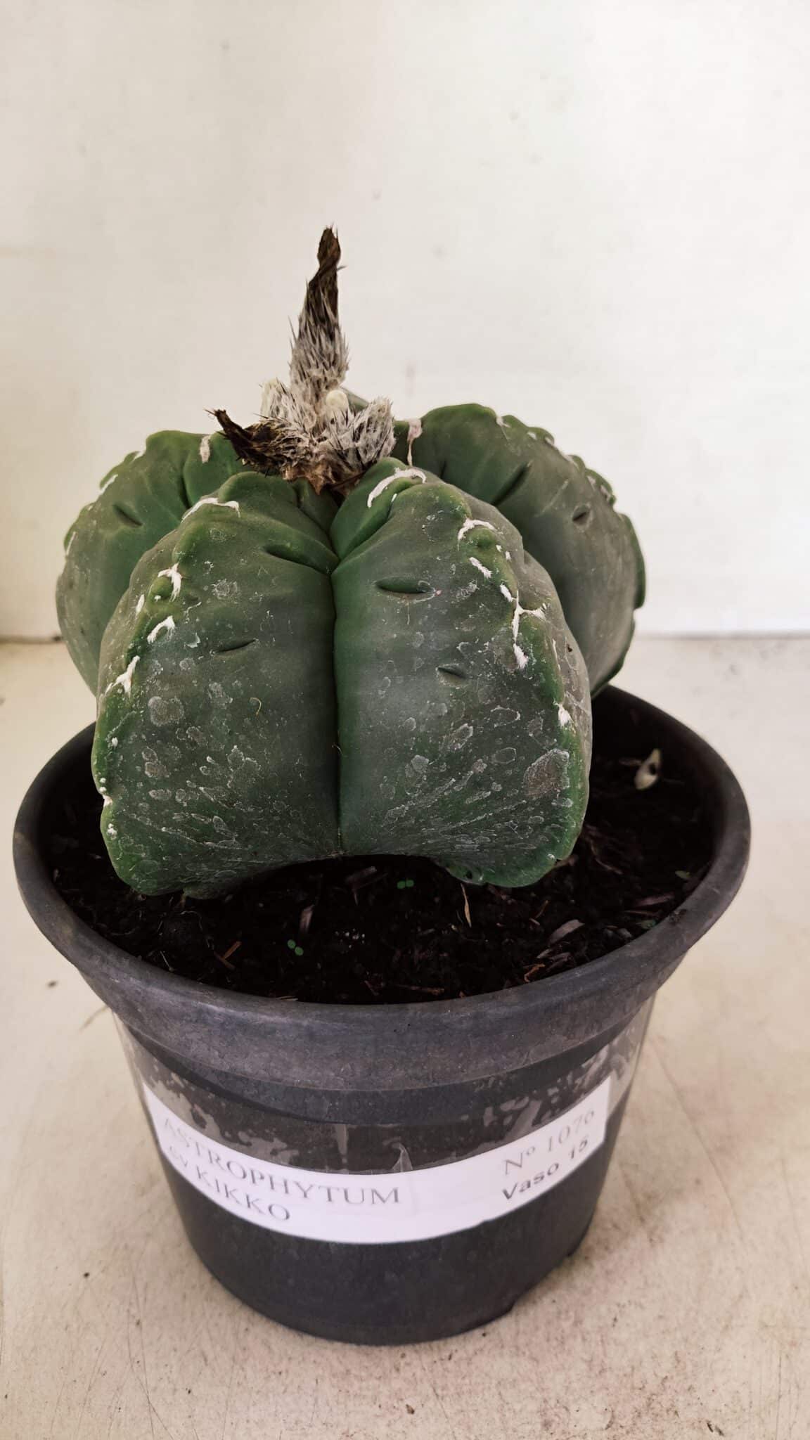 MATRIZ ASTROPHYTUM cv KIKKO Nº 1076 – vaso 15 - foto 2