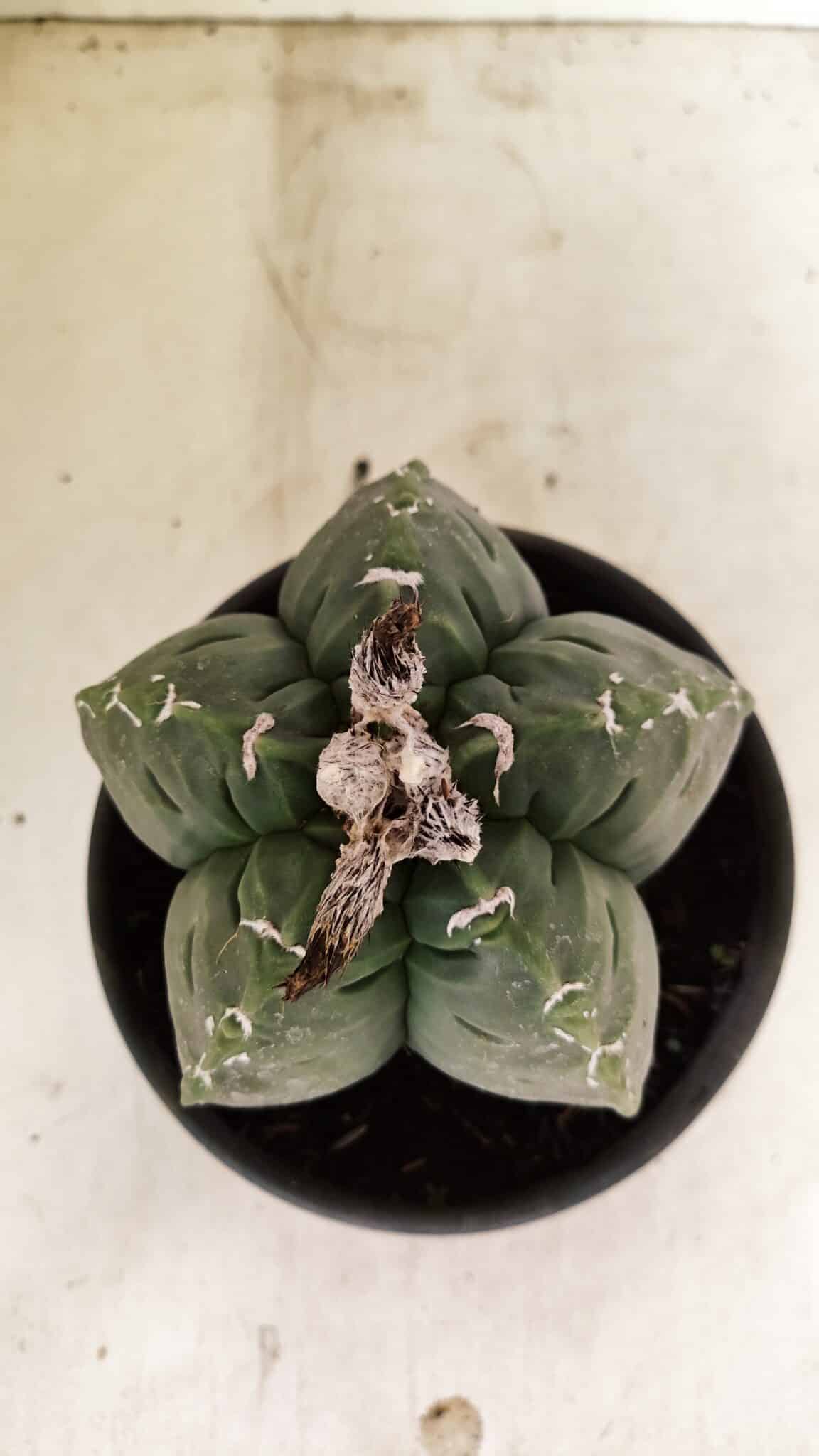 MATRIZ ASTROPHYTUM cv KIKKO Nº 1076 – vaso 15 - foto 3