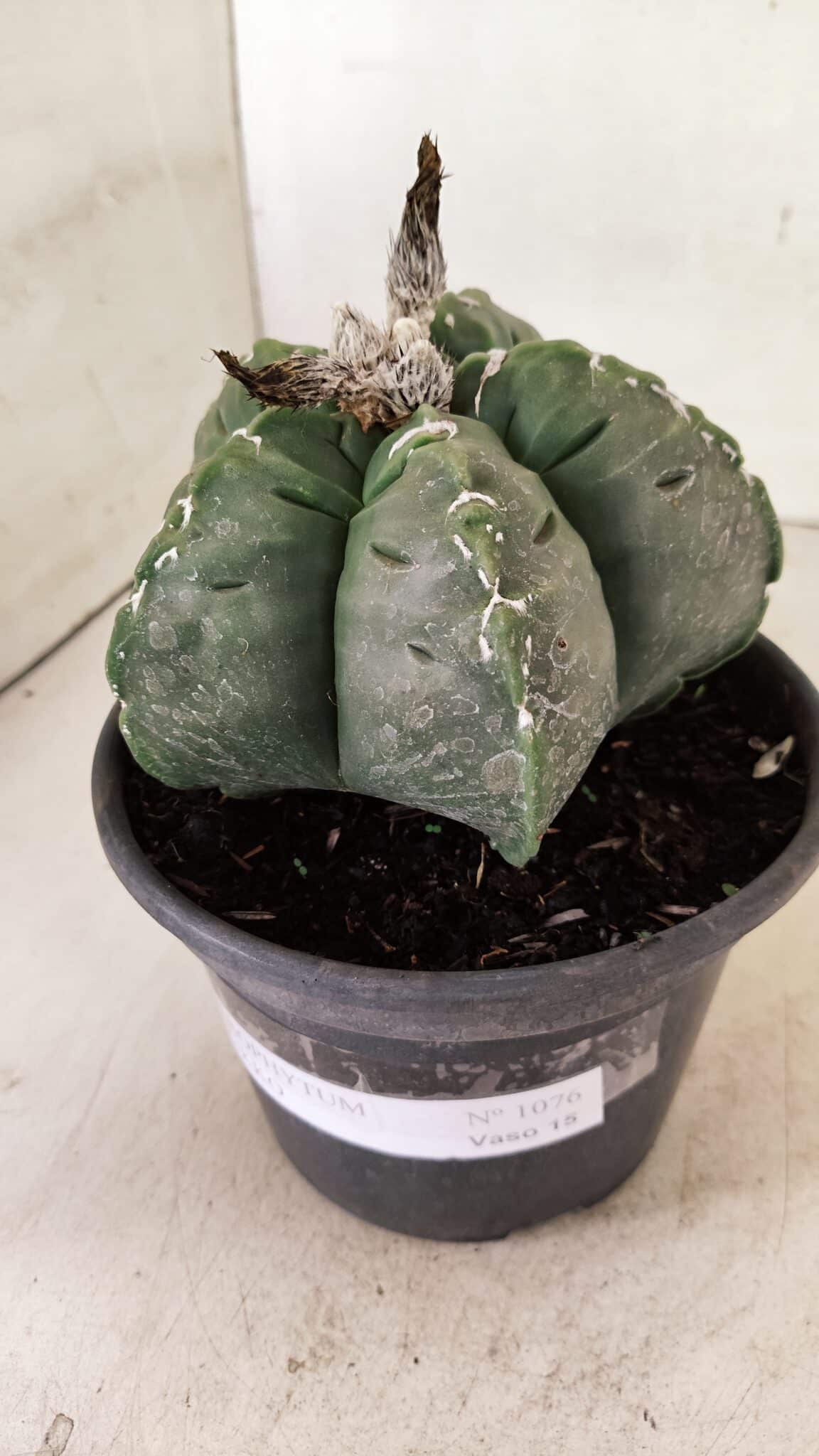 MATRIZ ASTROPHYTUM cv KIKKO Nº 1076 – vaso 15 - foto 9