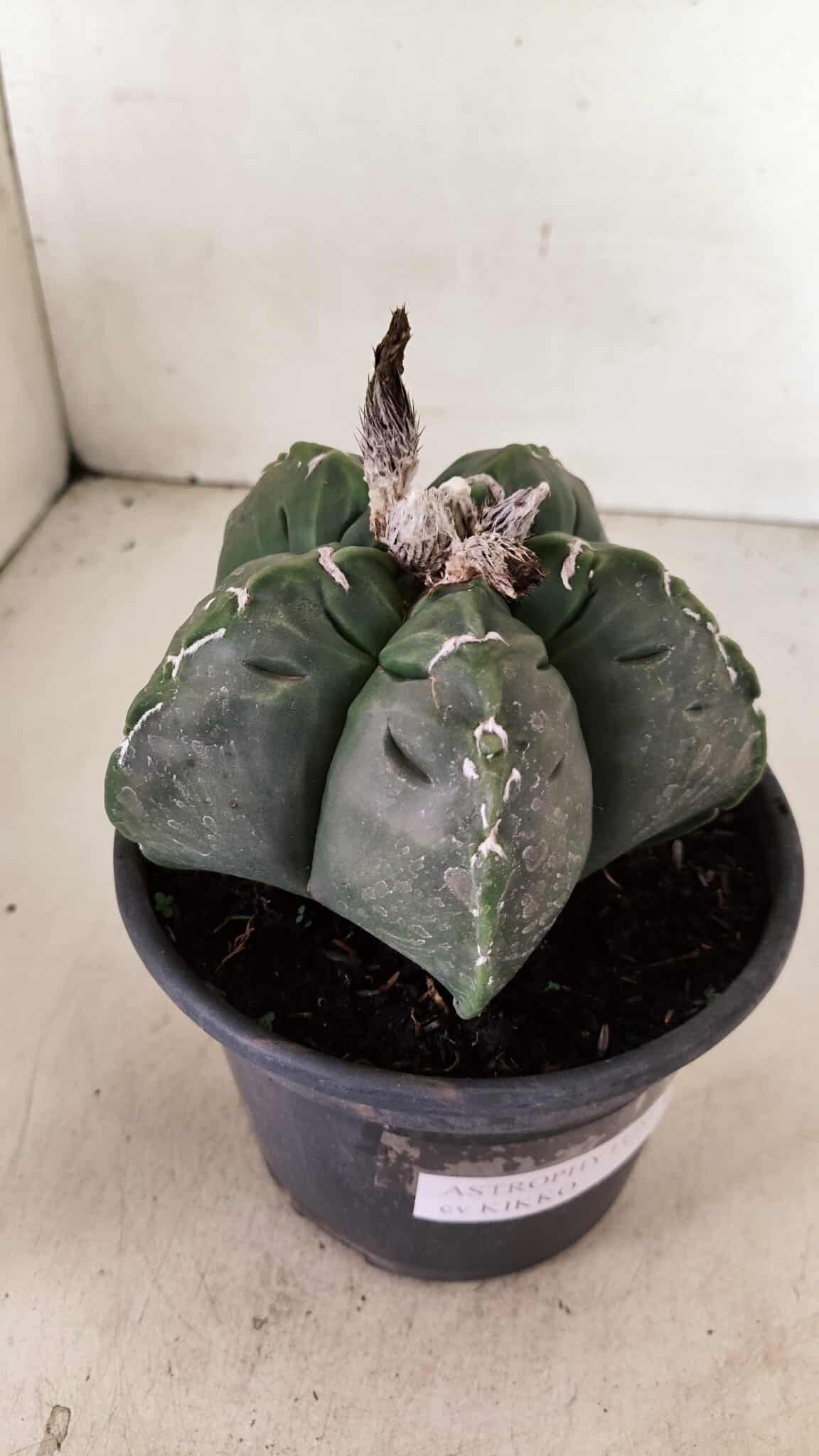 MATRIZ ASTROPHYTUM cv KIKKO Nº 1076 – vaso 15 - foto 6