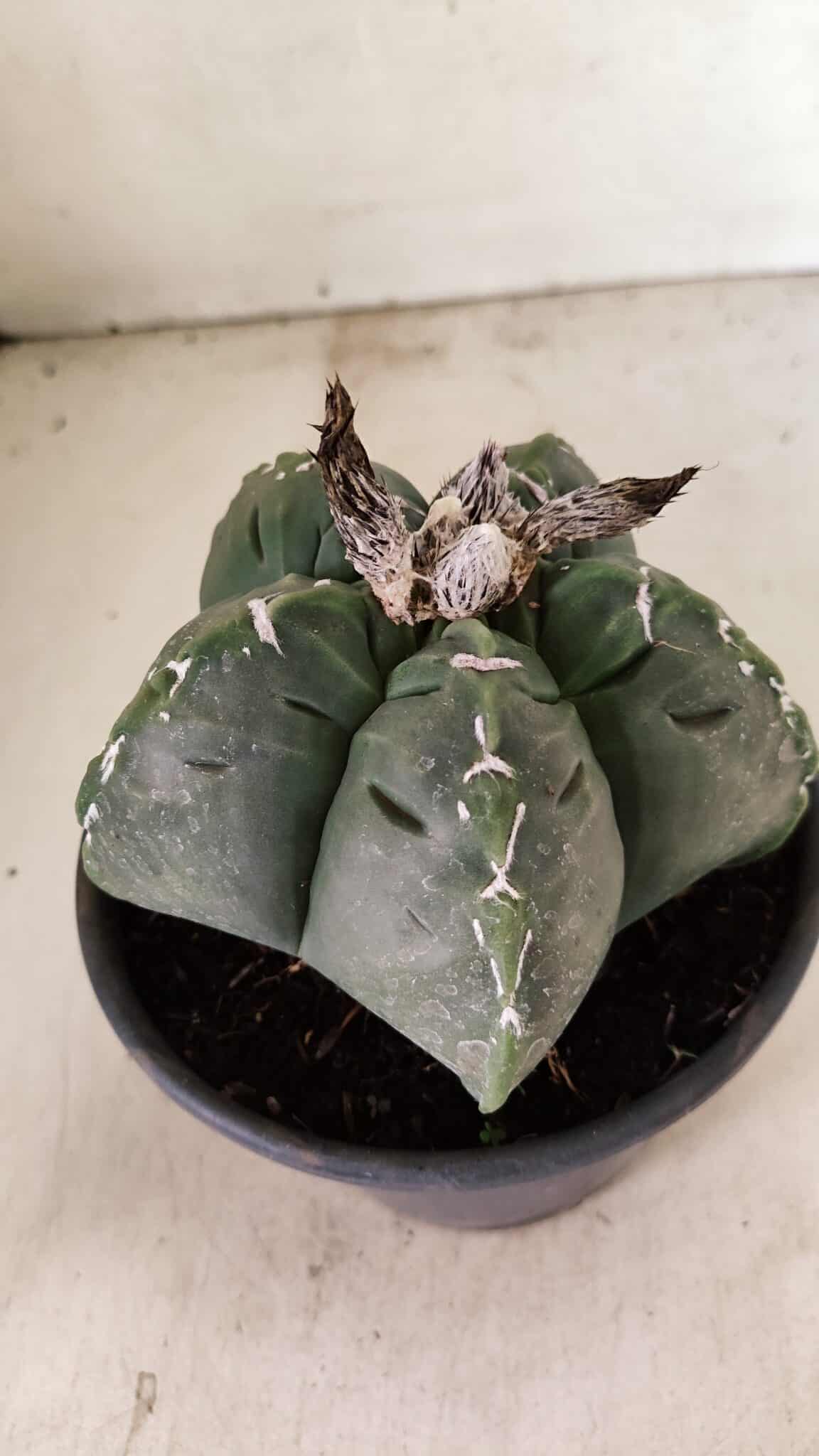 MATRIZ ASTROPHYTUM cv KIKKO Nº 1076 – vaso 15 - foto 8