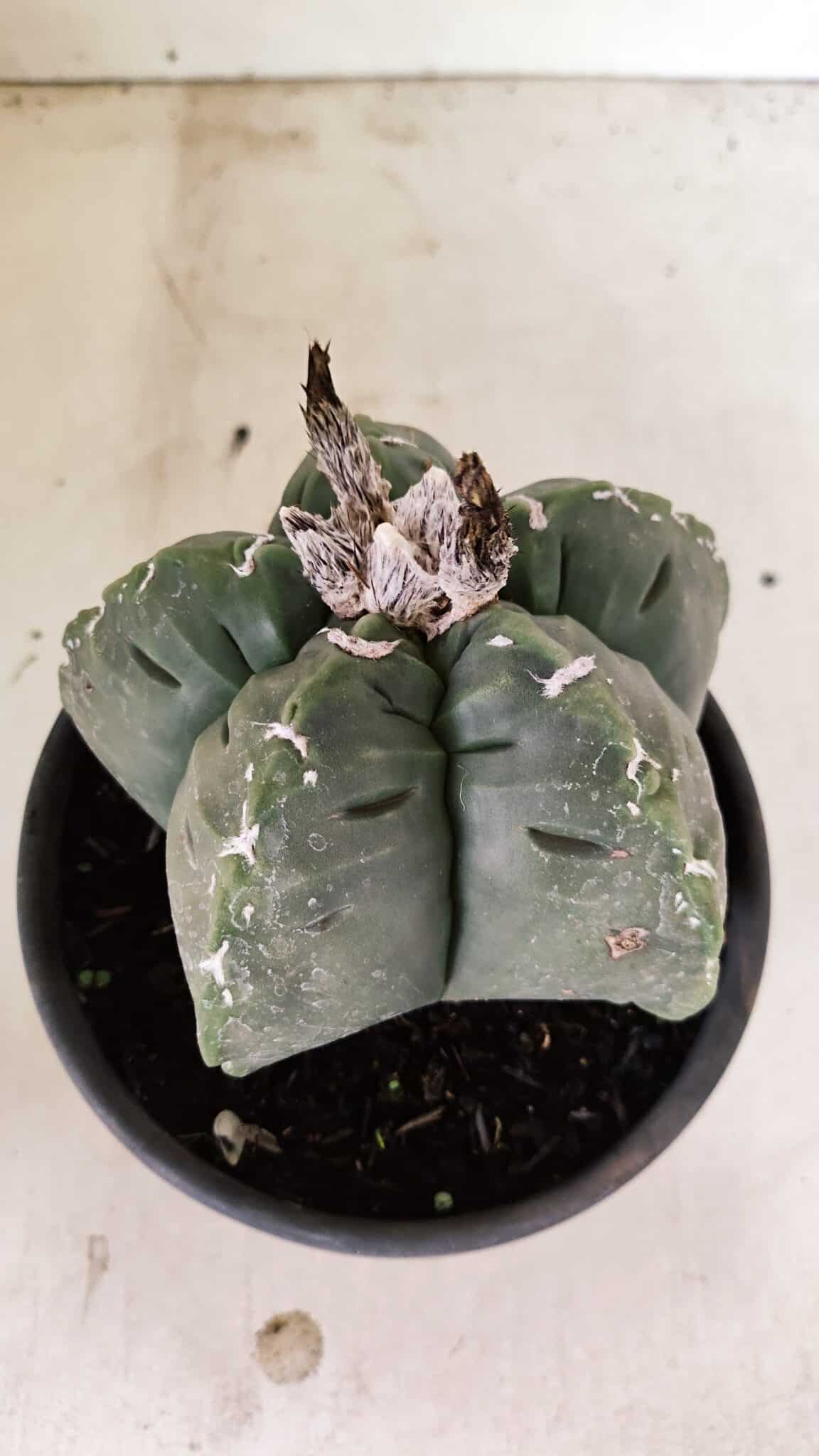MATRIZ ASTROPHYTUM cv KIKKO Nº 1076 – vaso 15 - foto 7