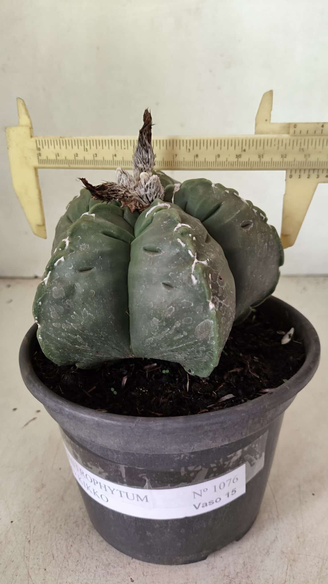 MATRIZ ASTROPHYTUM cv KIKKO Nº 1076 – vaso 15 - foto 4