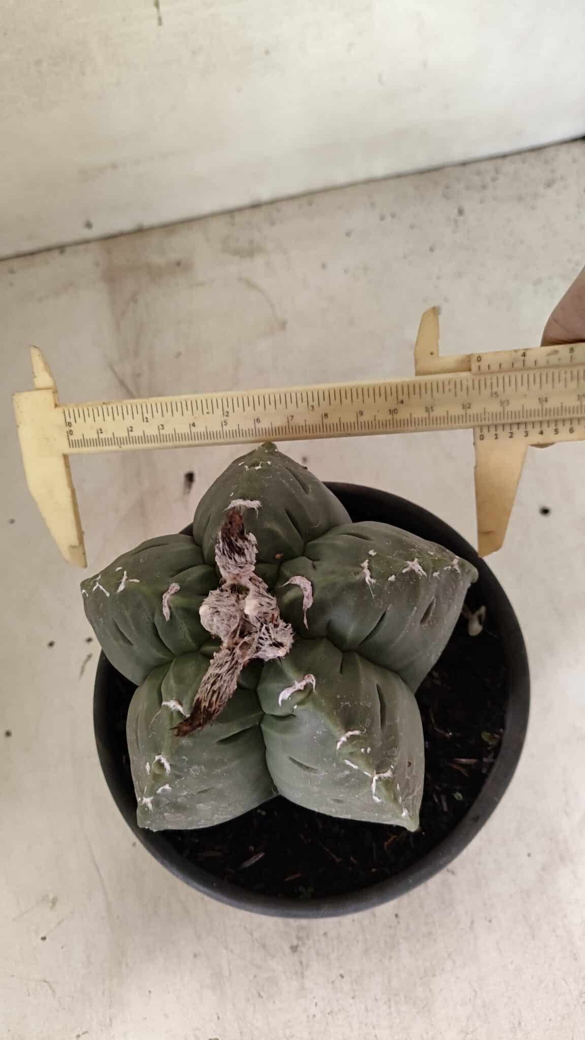 MATRIZ ASTROPHYTUM cv KIKKO Nº 1076 – vaso 15 - foto 5