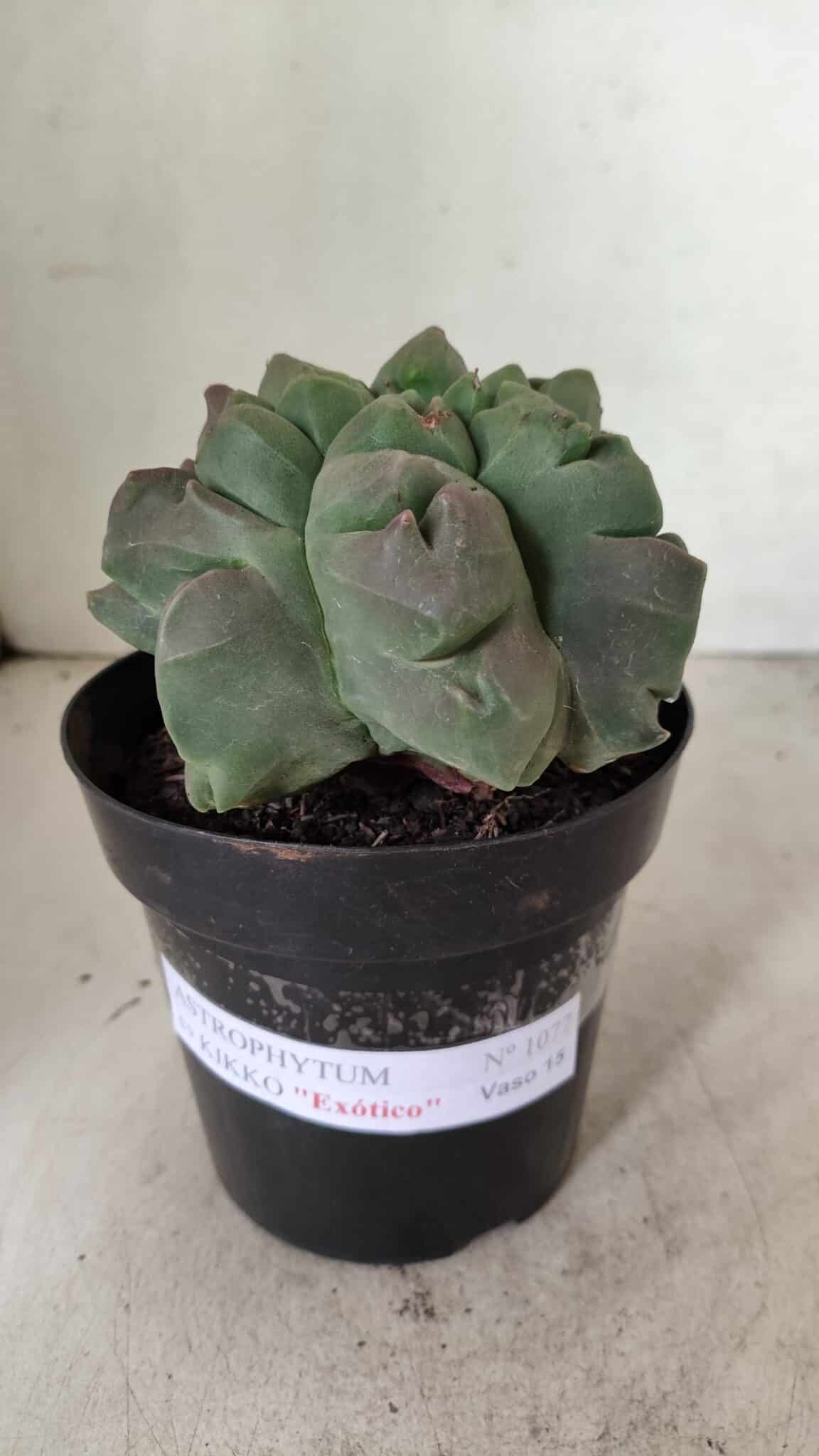 MATRIZ ASTROPHYTUM cv KIKKO "EXÓTICO" Nº 1077 – vaso 15 - foto 2
