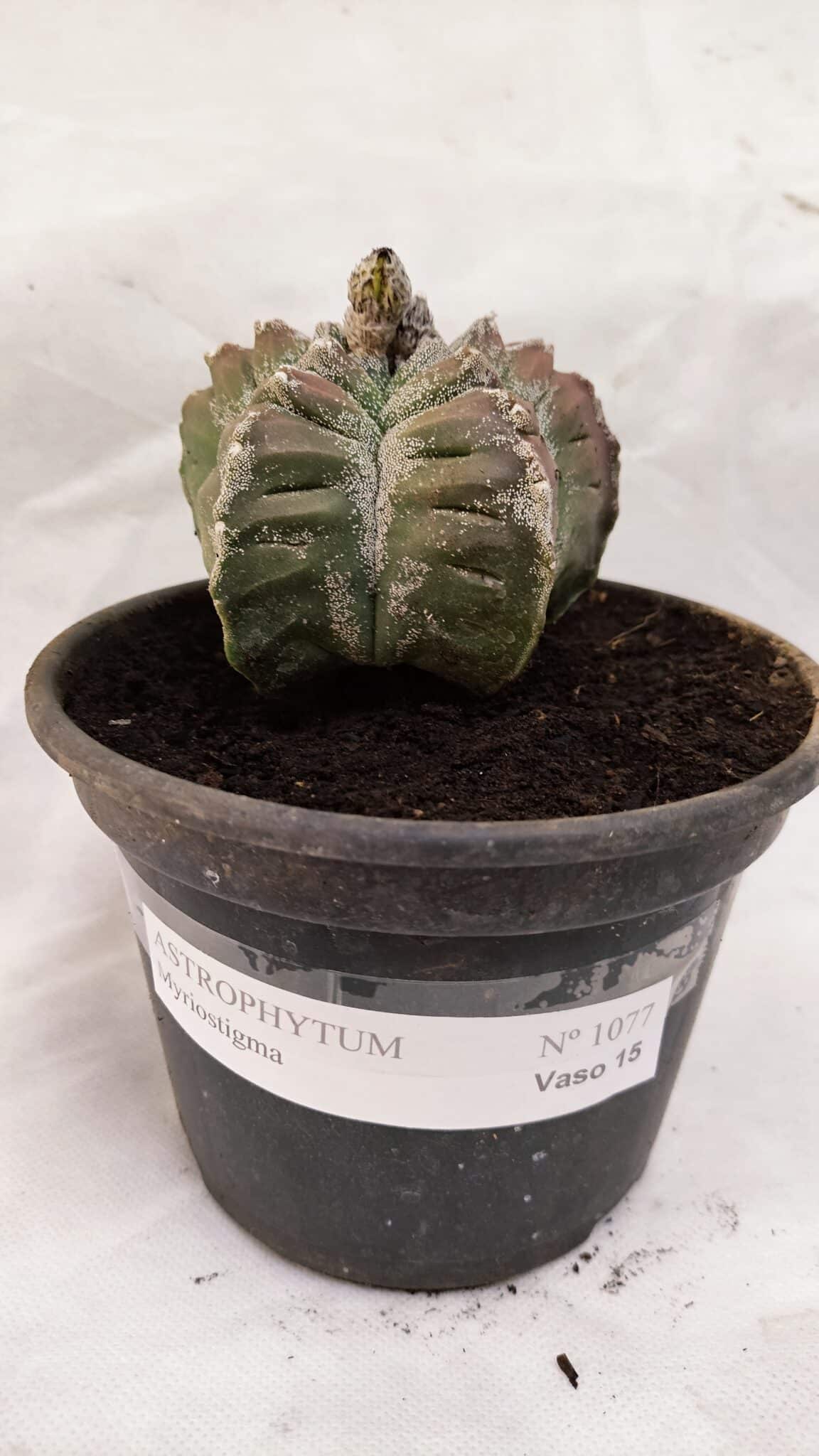 MATRIZ ASTROPHYTUM cv KIKKO Nº 1077 – vaso 15 - foto 2