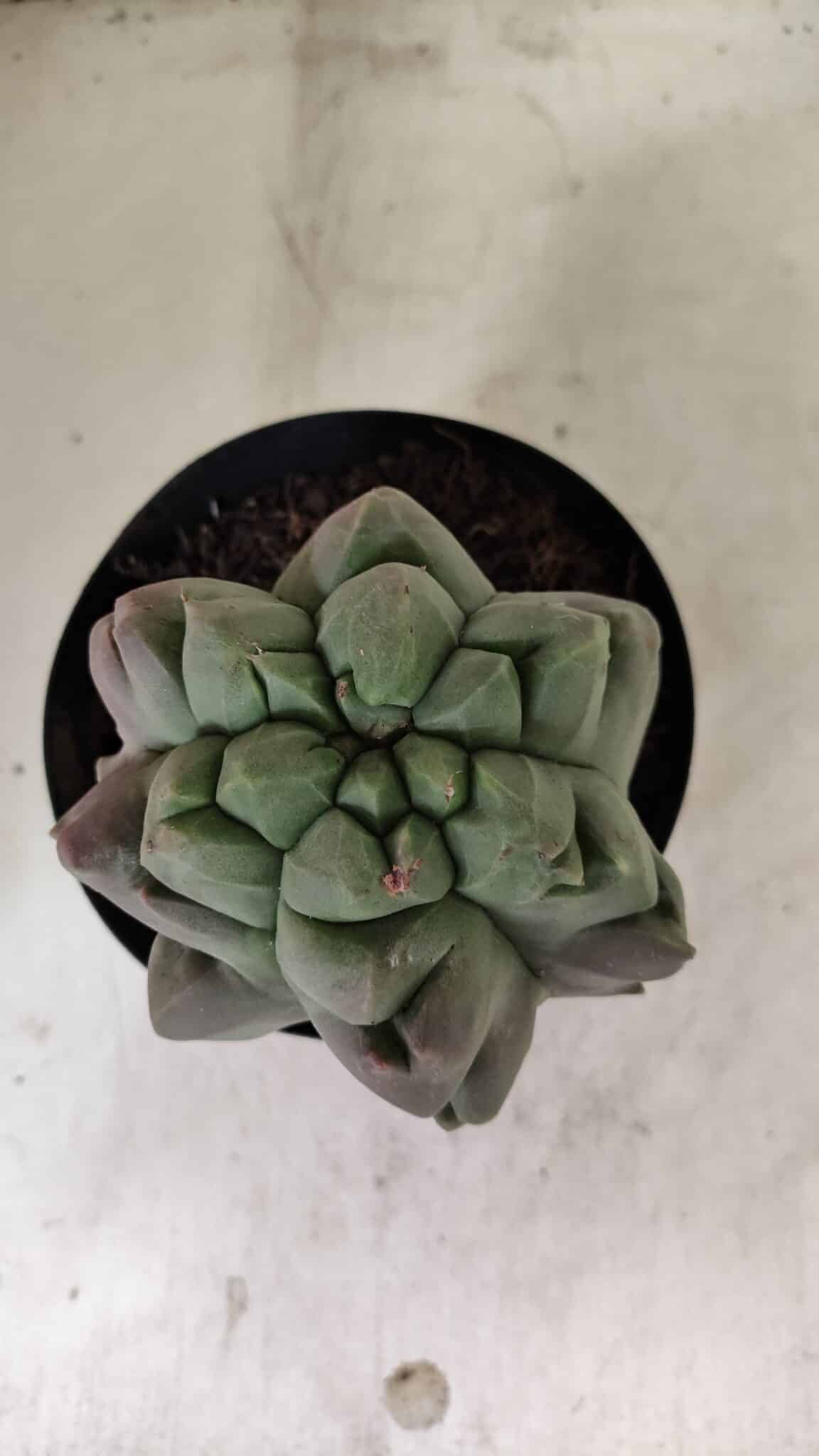 MATRIZ ASTROPHYTUM cv KIKKO "EXÓTICO" Nº 1077 – vaso 15 - foto 3