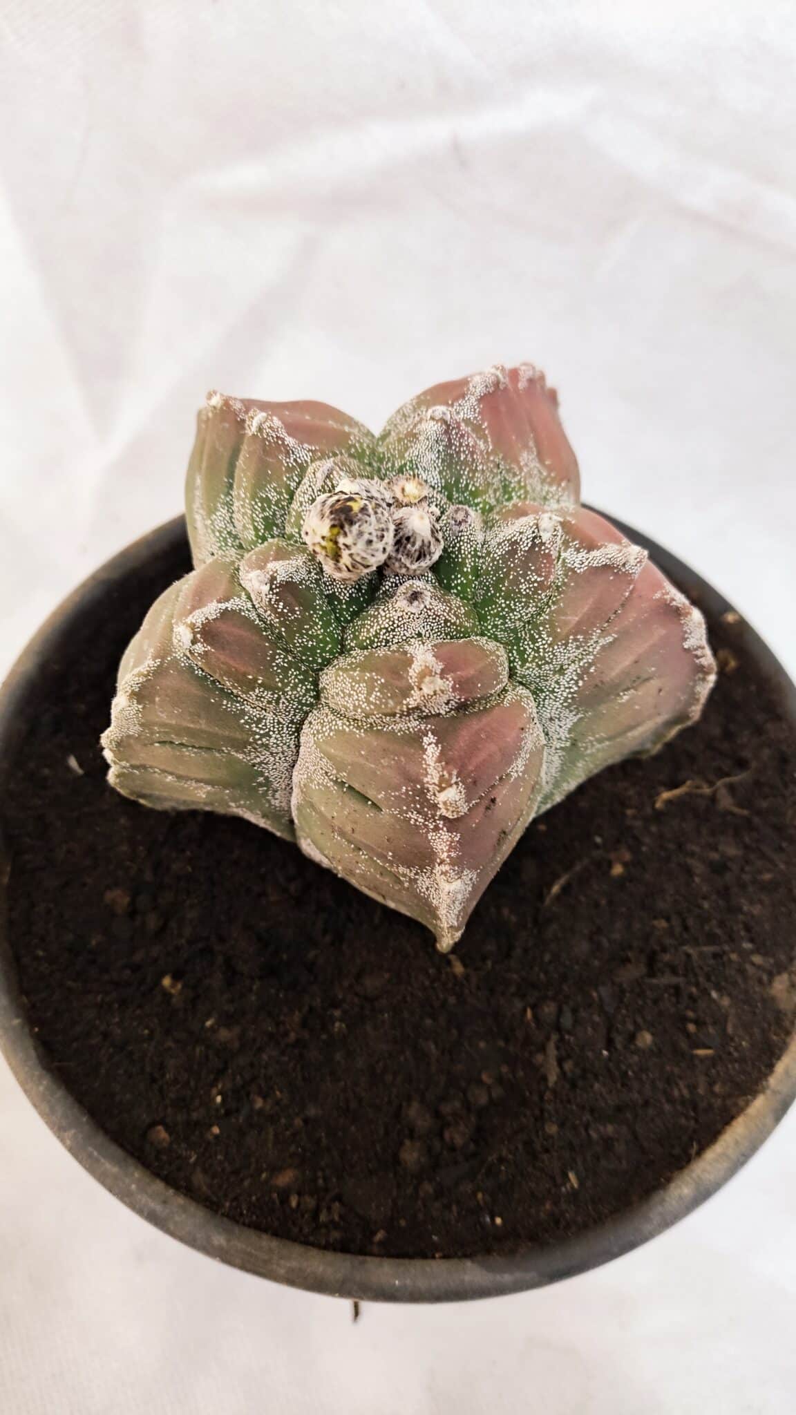 MATRIZ ASTROPHYTUM cv KIKKO Nº 1077 – vaso 15 - foto 9