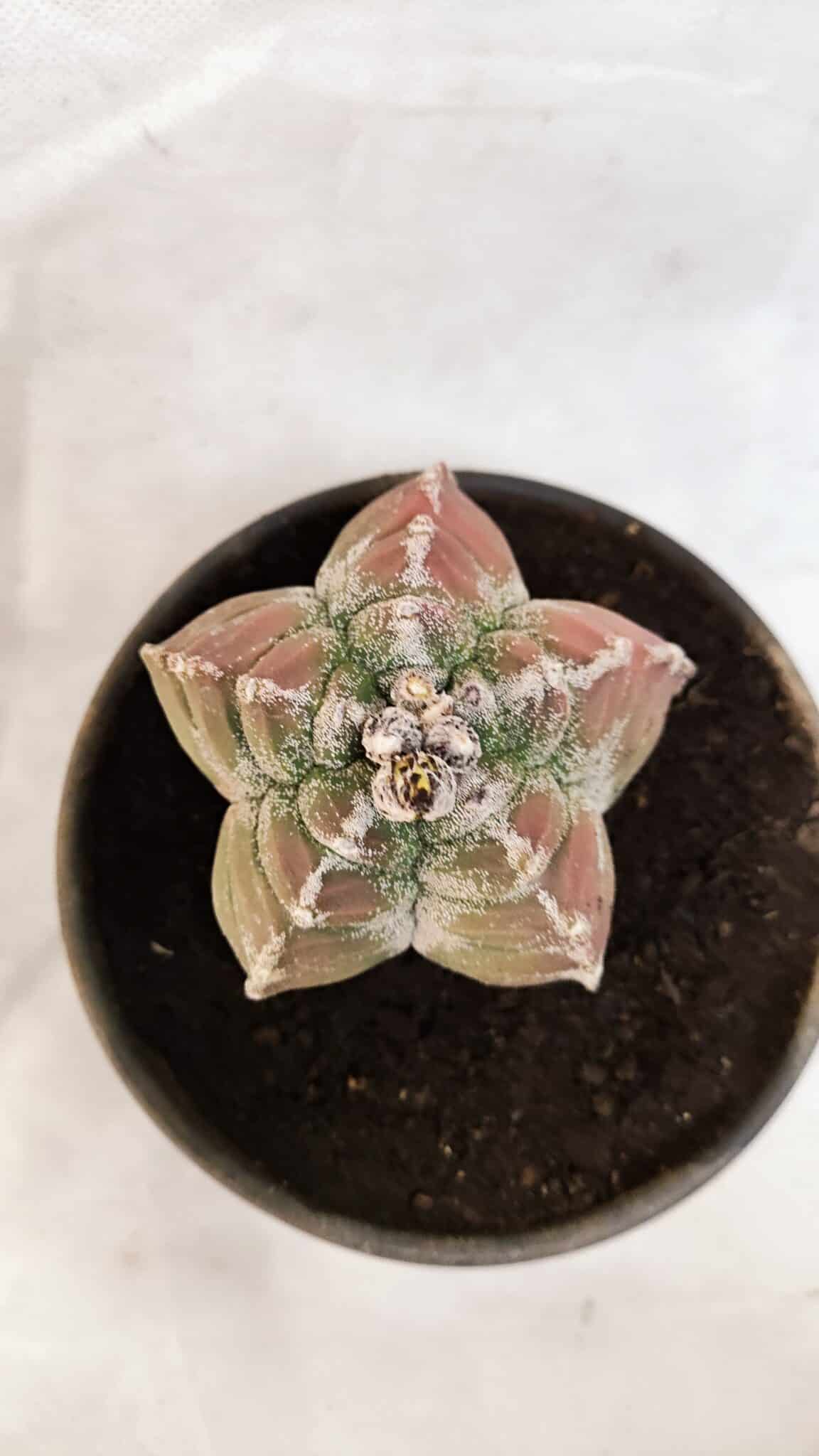 MATRIZ ASTROPHYTUM cv KIKKO Nº 1077 – vaso 15 - foto 3