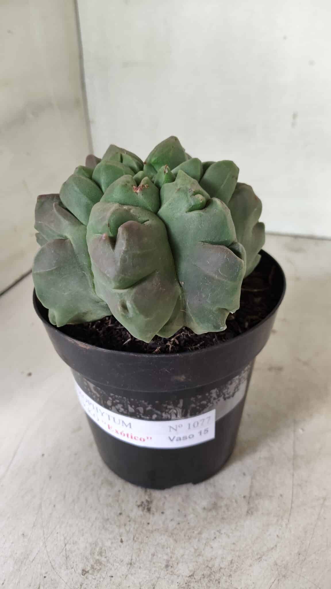 MATRIZ ASTROPHYTUM cv KIKKO "EXÓTICO" Nº 1077 – vaso 15 - foto 9