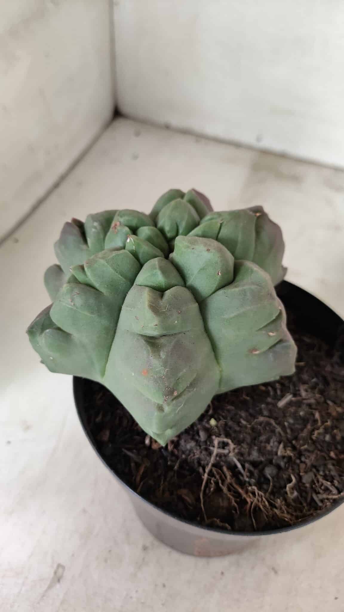 MATRIZ ASTROPHYTUM cv KIKKO "EXÓTICO" Nº 1077 – vaso 15 - foto 8