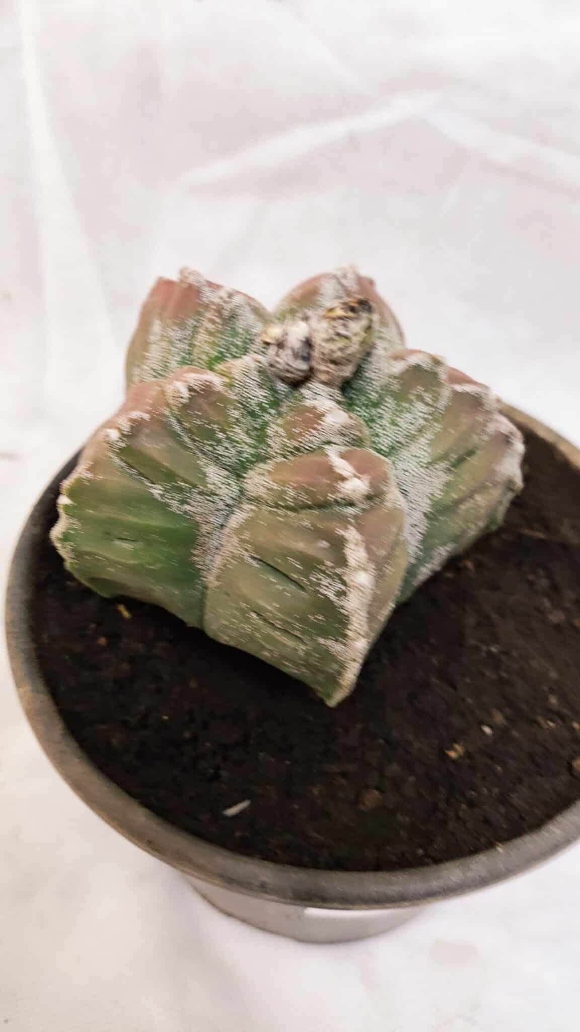MATRIZ ASTROPHYTUM cv KIKKO Nº 1077 – vaso 15 - foto 8