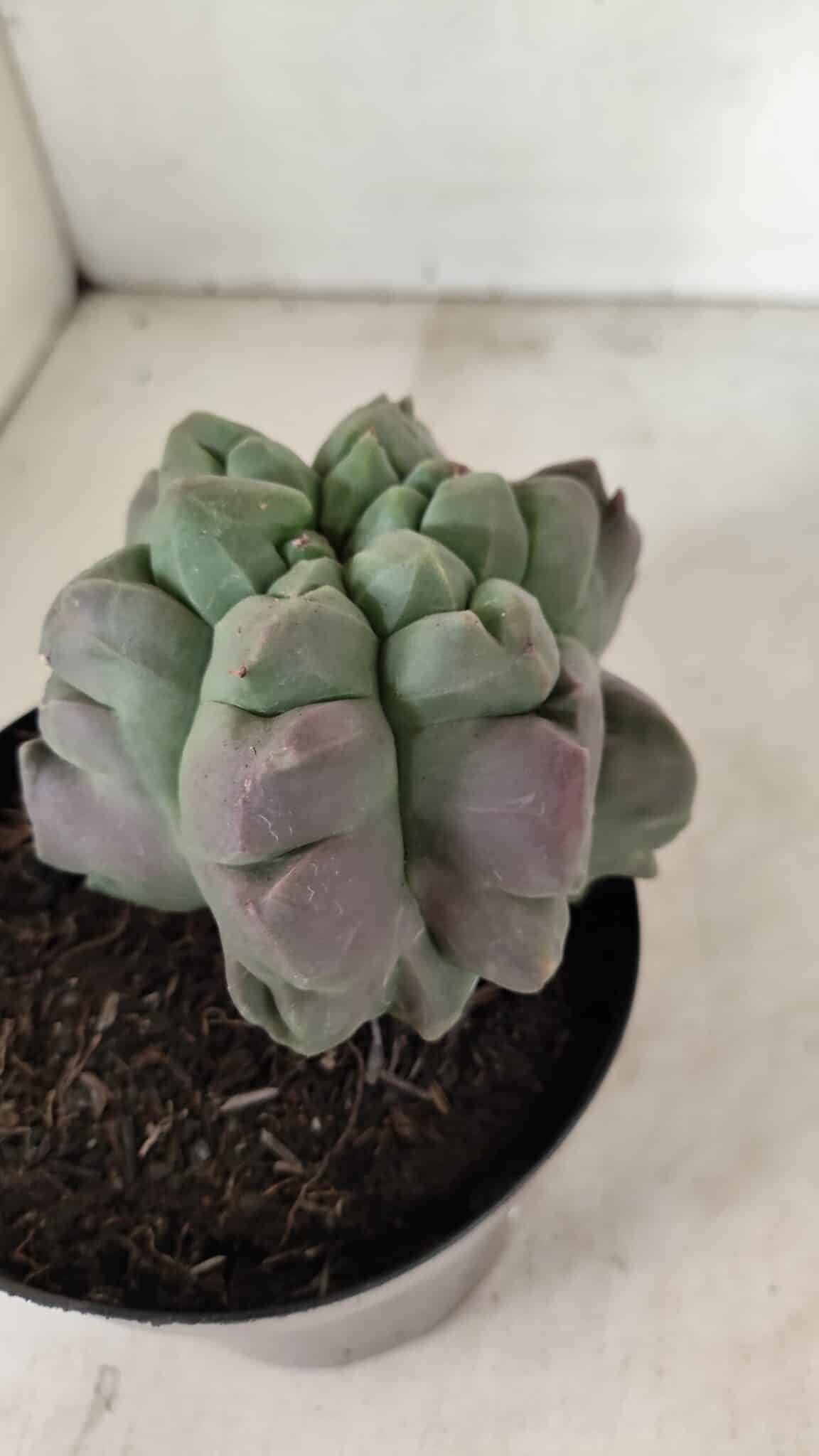 MATRIZ ASTROPHYTUM cv KIKKO "EXÓTICO" Nº 1077 – vaso 15 - foto 7