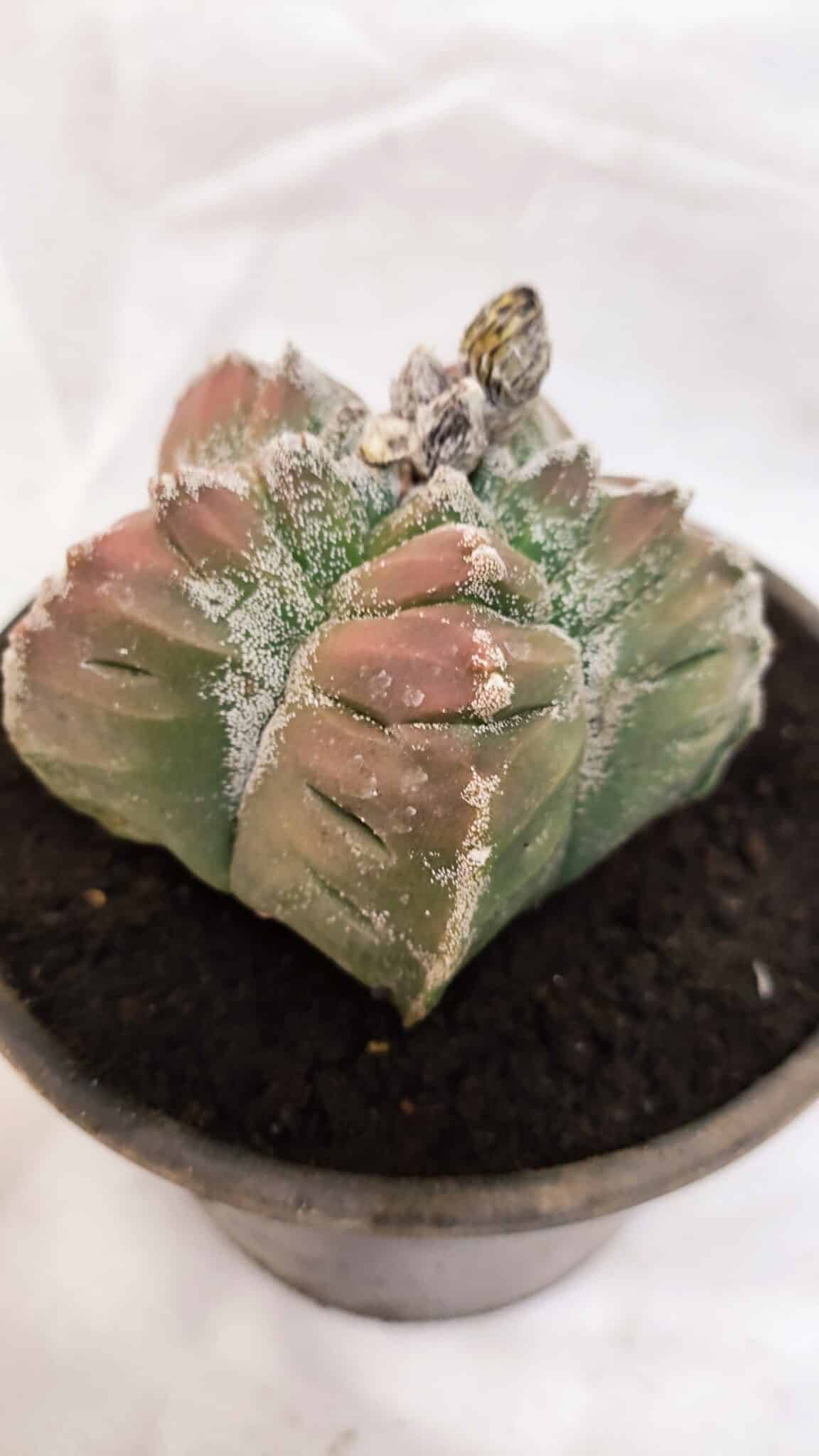 MATRIZ ASTROPHYTUM cv KIKKO Nº 1077 – vaso 15 - foto 7
