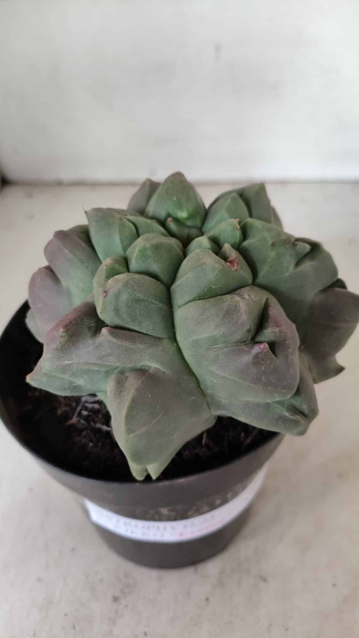 MATRIZ ASTROPHYTUM cv KIKKO "EXÓTICO" Nº 1077 – vaso 15 - foto 6