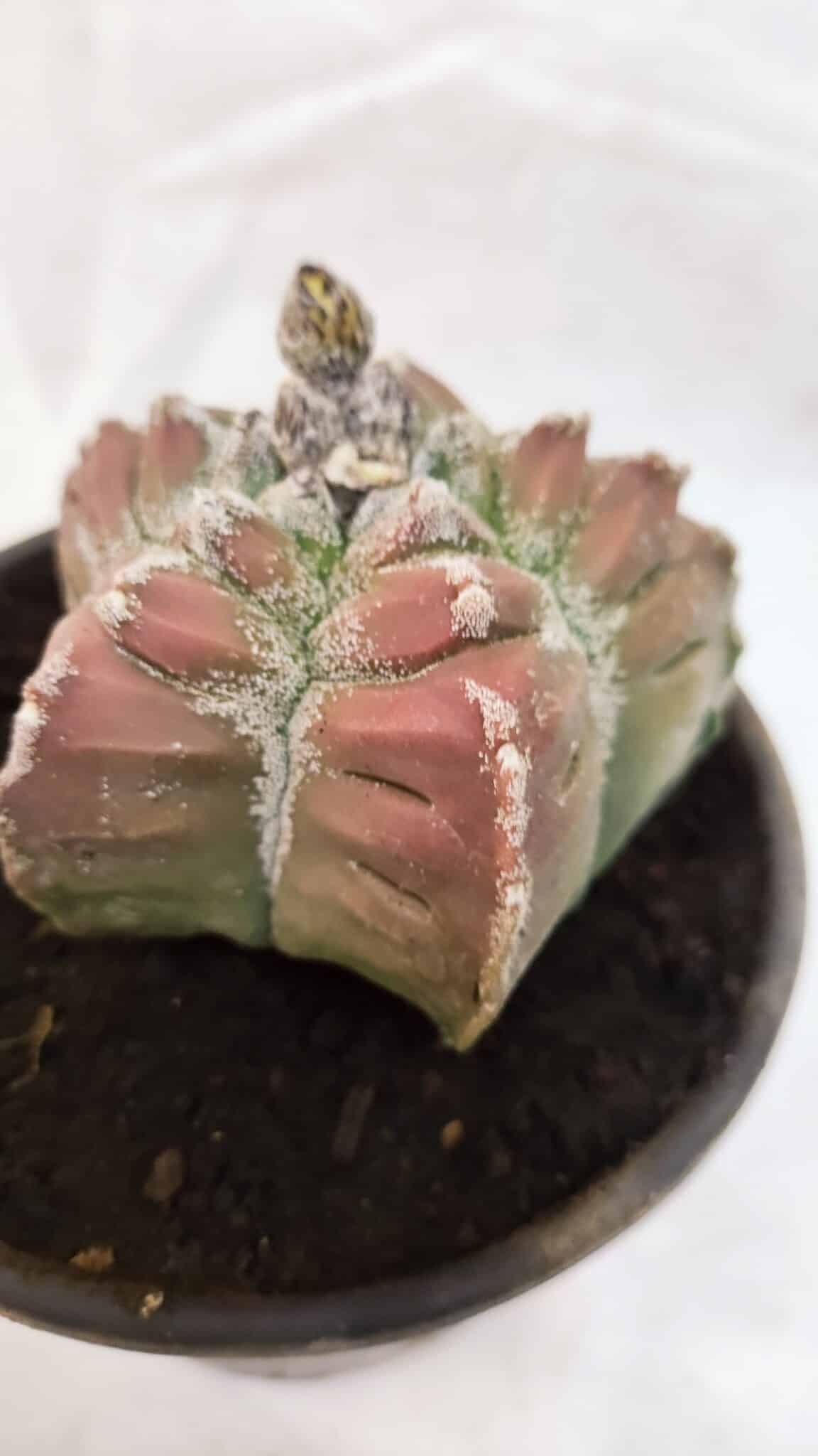 MATRIZ ASTROPHYTUM cv KIKKO Nº 1077 – vaso 15 - foto 5