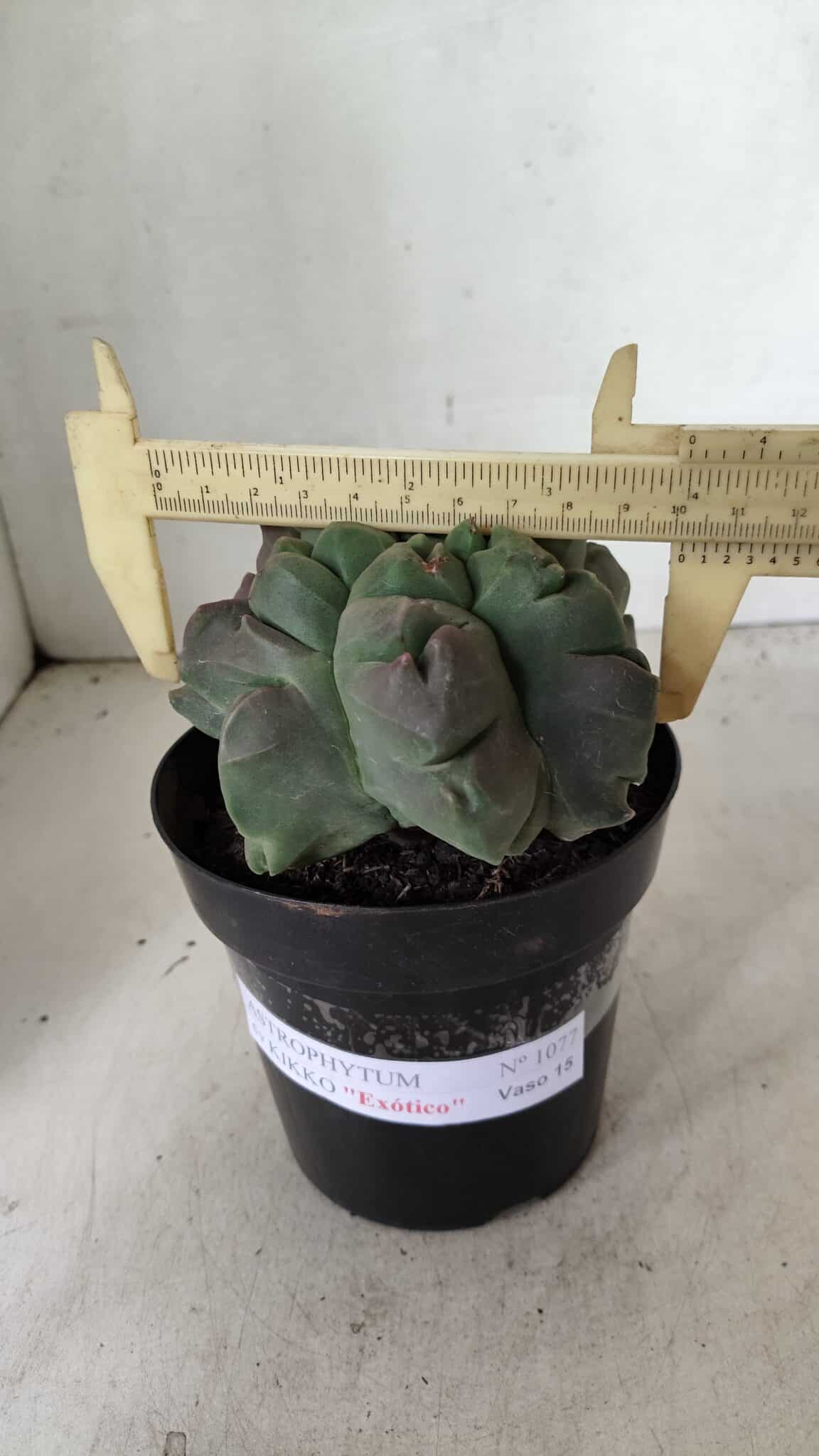MATRIZ ASTROPHYTUM cv KIKKO "EXÓTICO" Nº 1077 – vaso 15 - foto 4