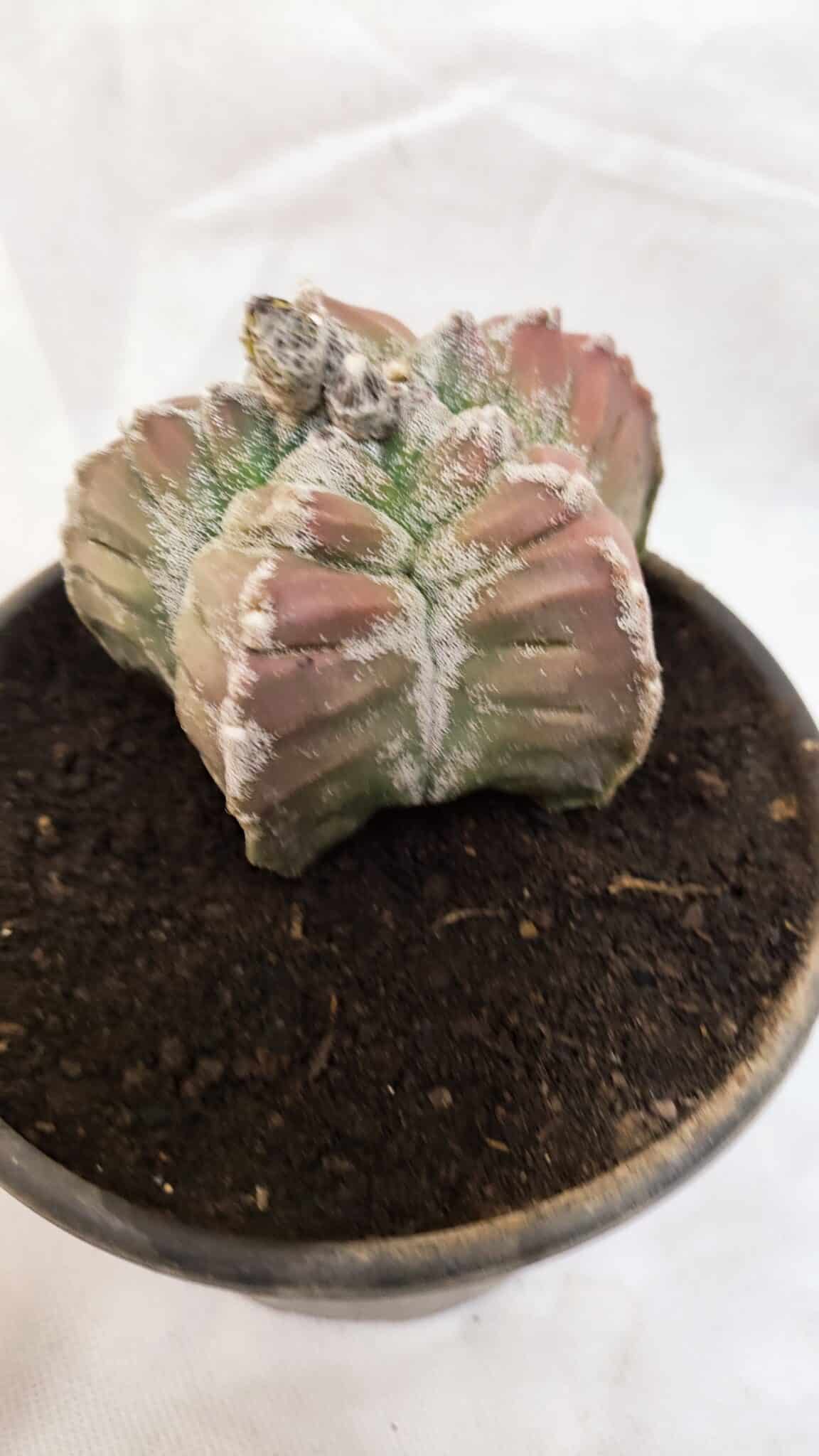 MATRIZ ASTROPHYTUM cv KIKKO Nº 1077 – vaso 15 - foto 6