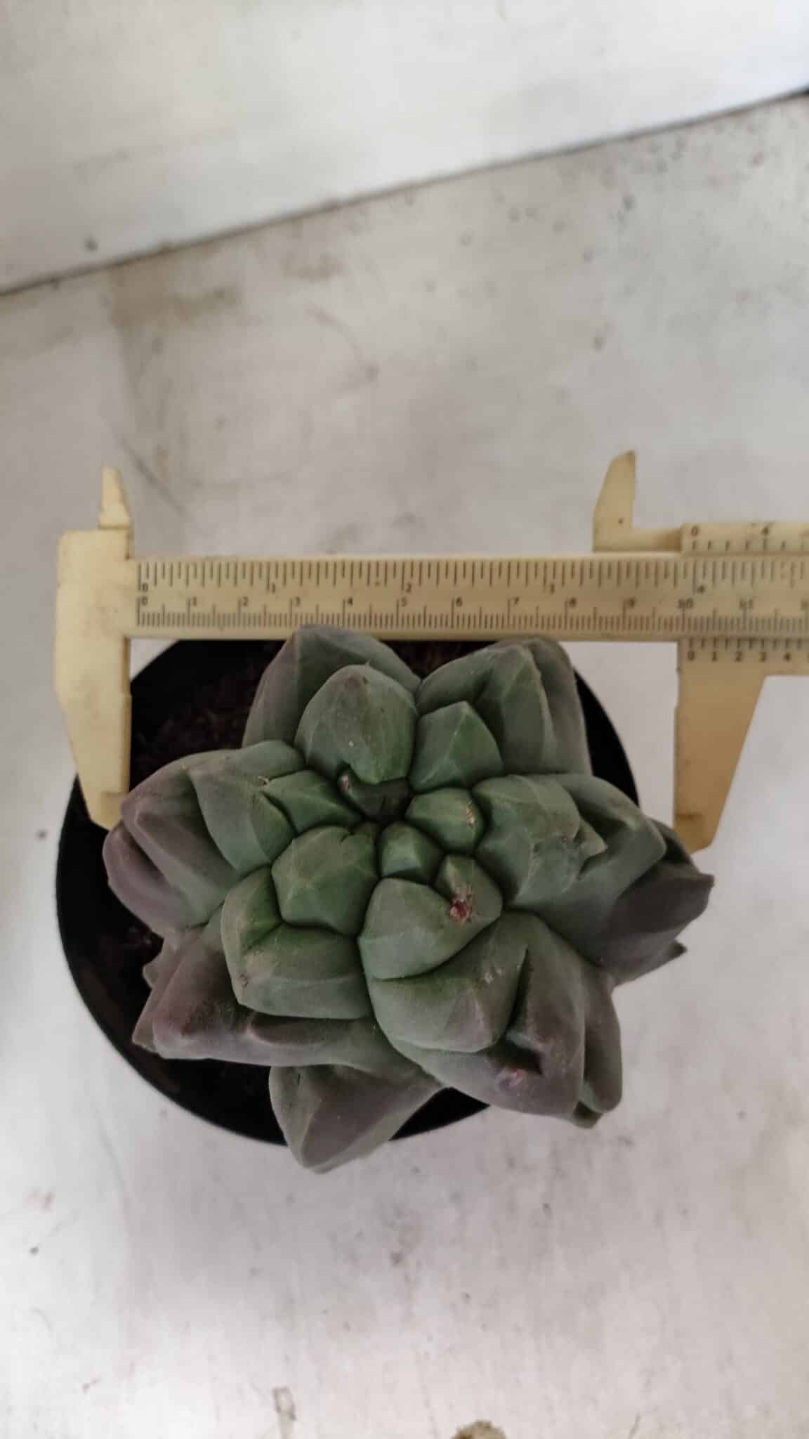 MATRIZ ASTROPHYTUM cv KIKKO "EXÓTICO" Nº 1077 – vaso 15 - foto 5