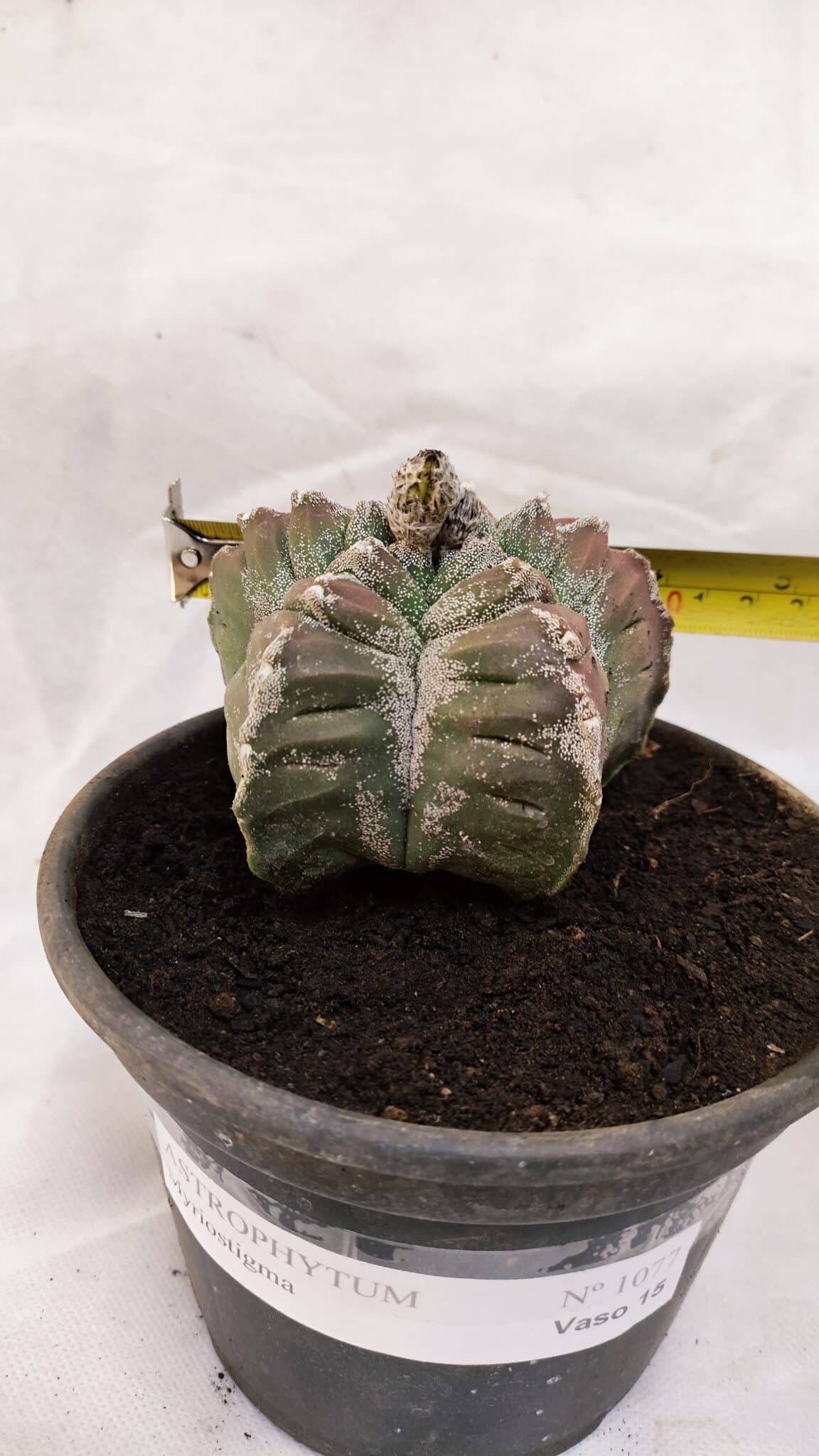MATRIZ ASTROPHYTUM cv KIKKO Nº 1077 – vaso 15 - foto 4