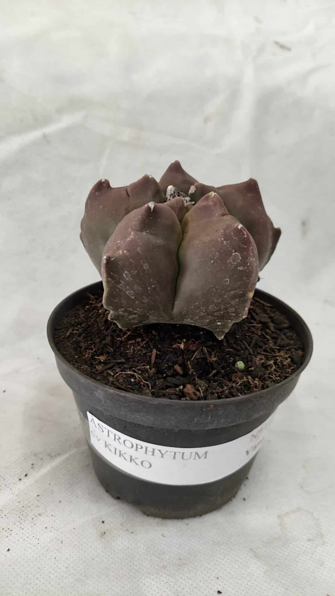 ASTROPHYTUM cv KIKKO Nº 1078 - vaso 11 - foto 2