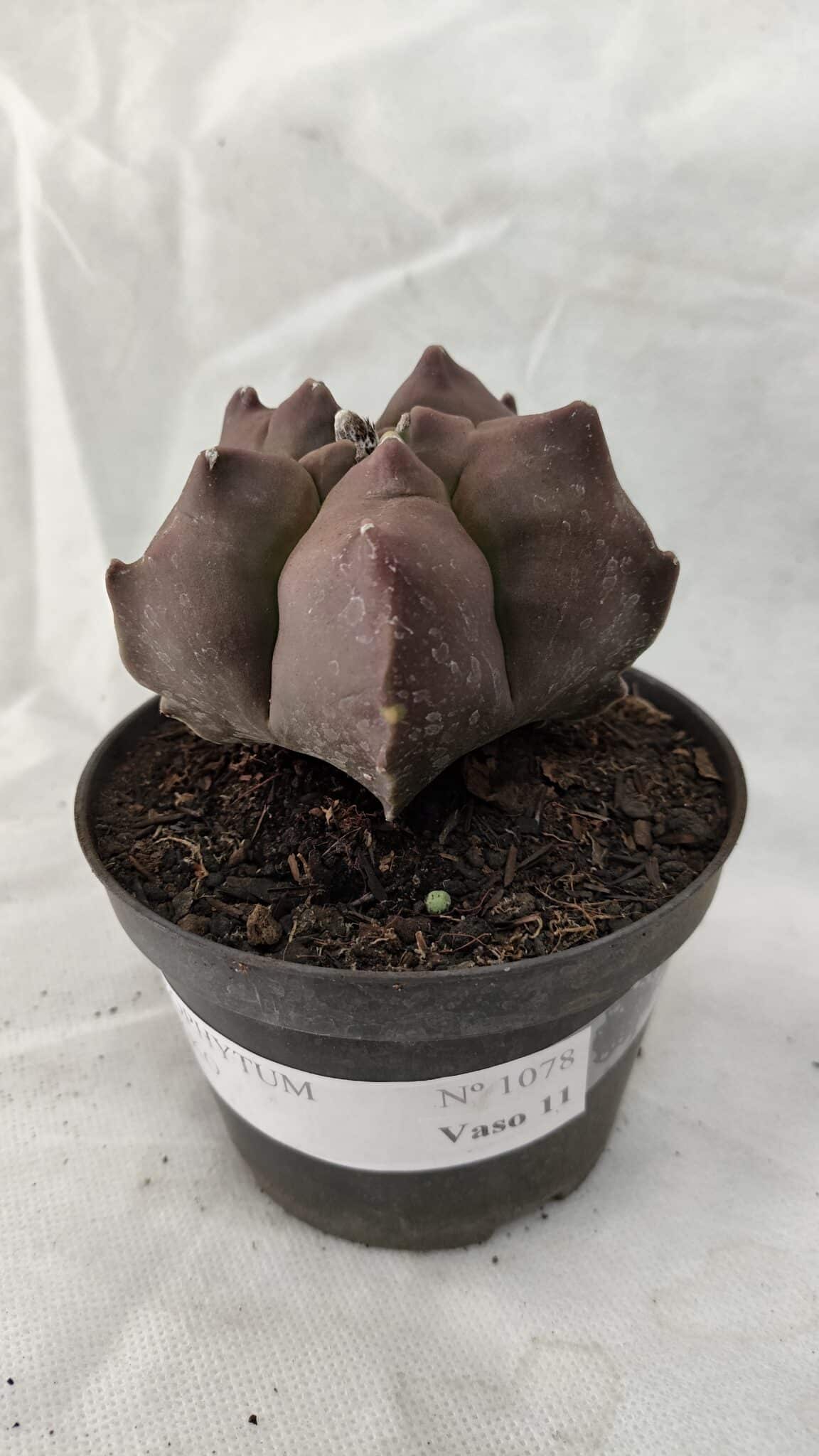 ASTROPHYTUM cv KIKKO Nº 1078 - vaso 11 - foto 8