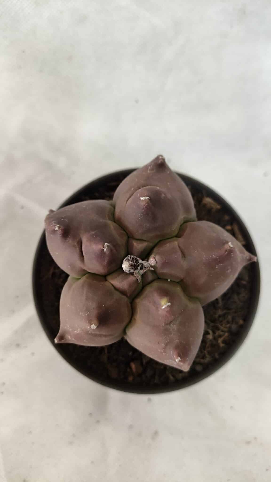 ASTROPHYTUM cv KIKKO Nº 1078 - vaso 11 - foto 3