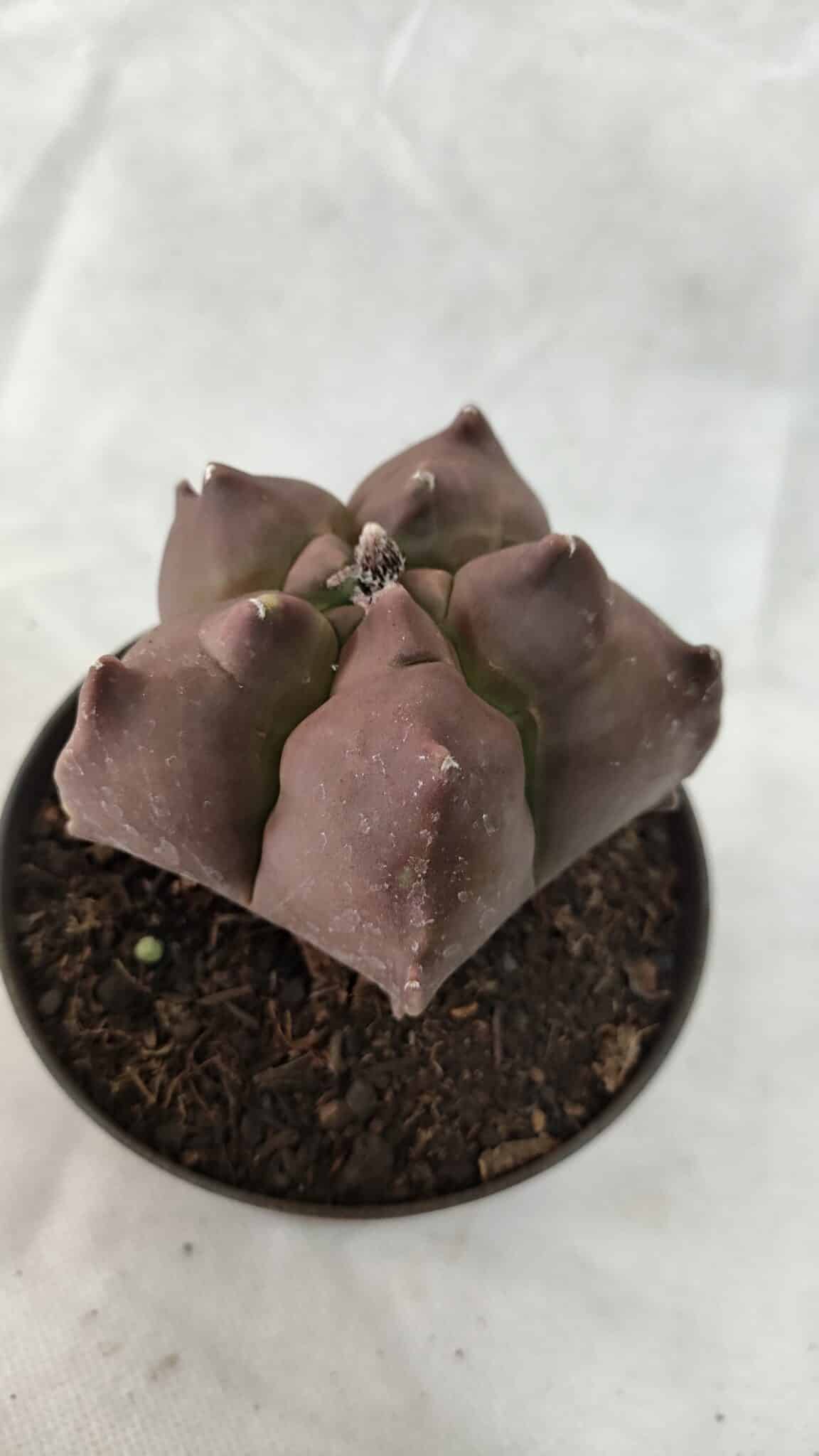 ASTROPHYTUM cv KIKKO Nº 1078 - vaso 11 - foto 7