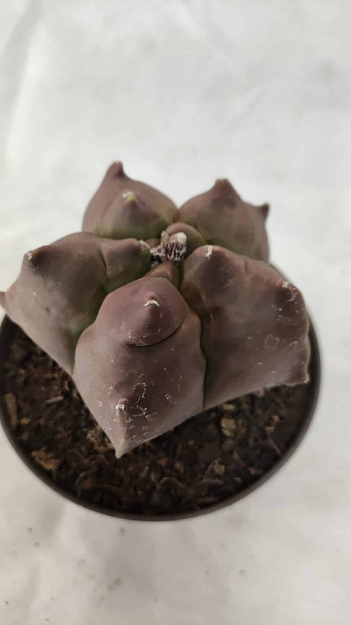 ASTROPHYTUM cv KIKKO Nº 1078 - vaso 11 - foto 6