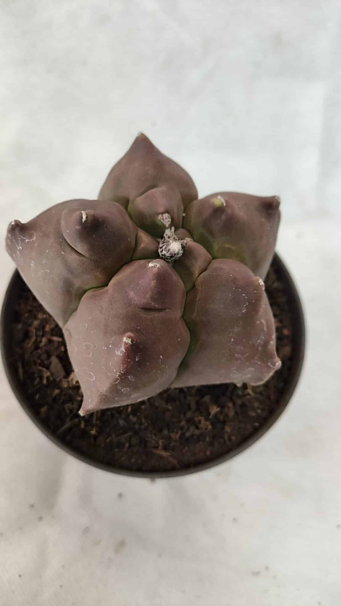 ASTROPHYTUM cv KIKKO Nº 1078 - vaso 11 - foto 5