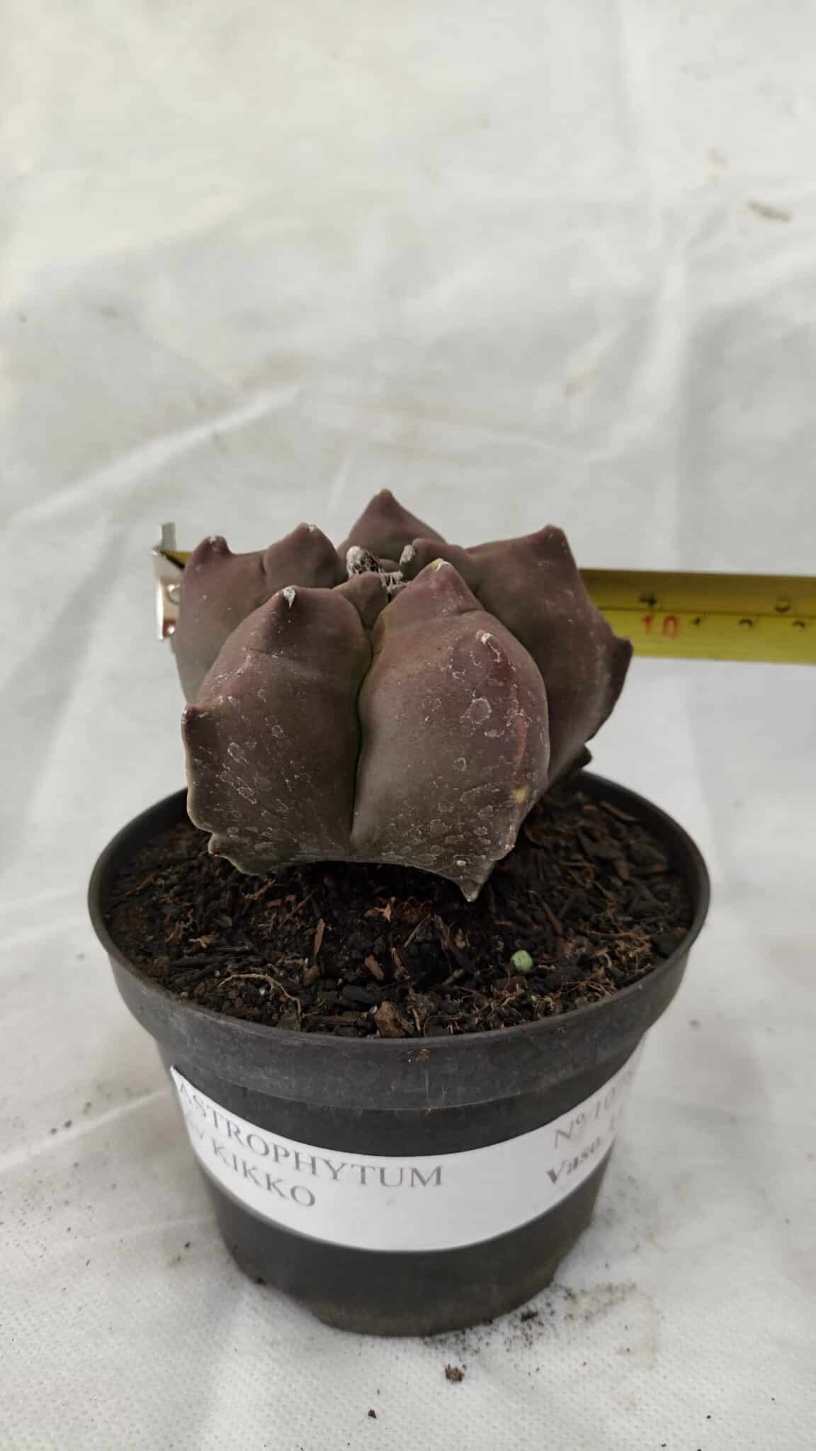ASTROPHYTUM cv KIKKO Nº 1078 - vaso 11 - foto 4