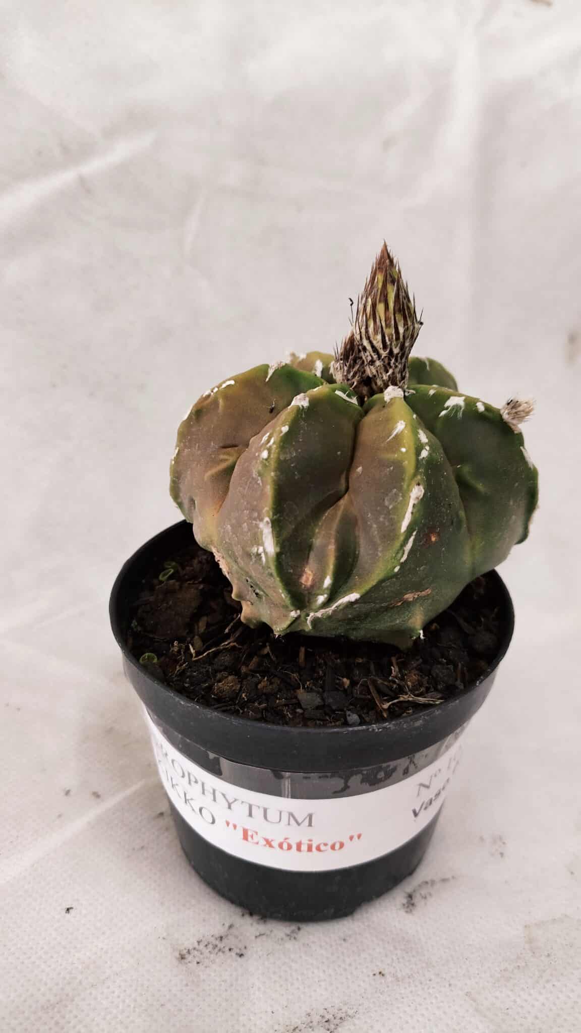 ASTROPHYTUM cv KIKKO "Exótico" Nº 1079 – vaso 09 - foto 2