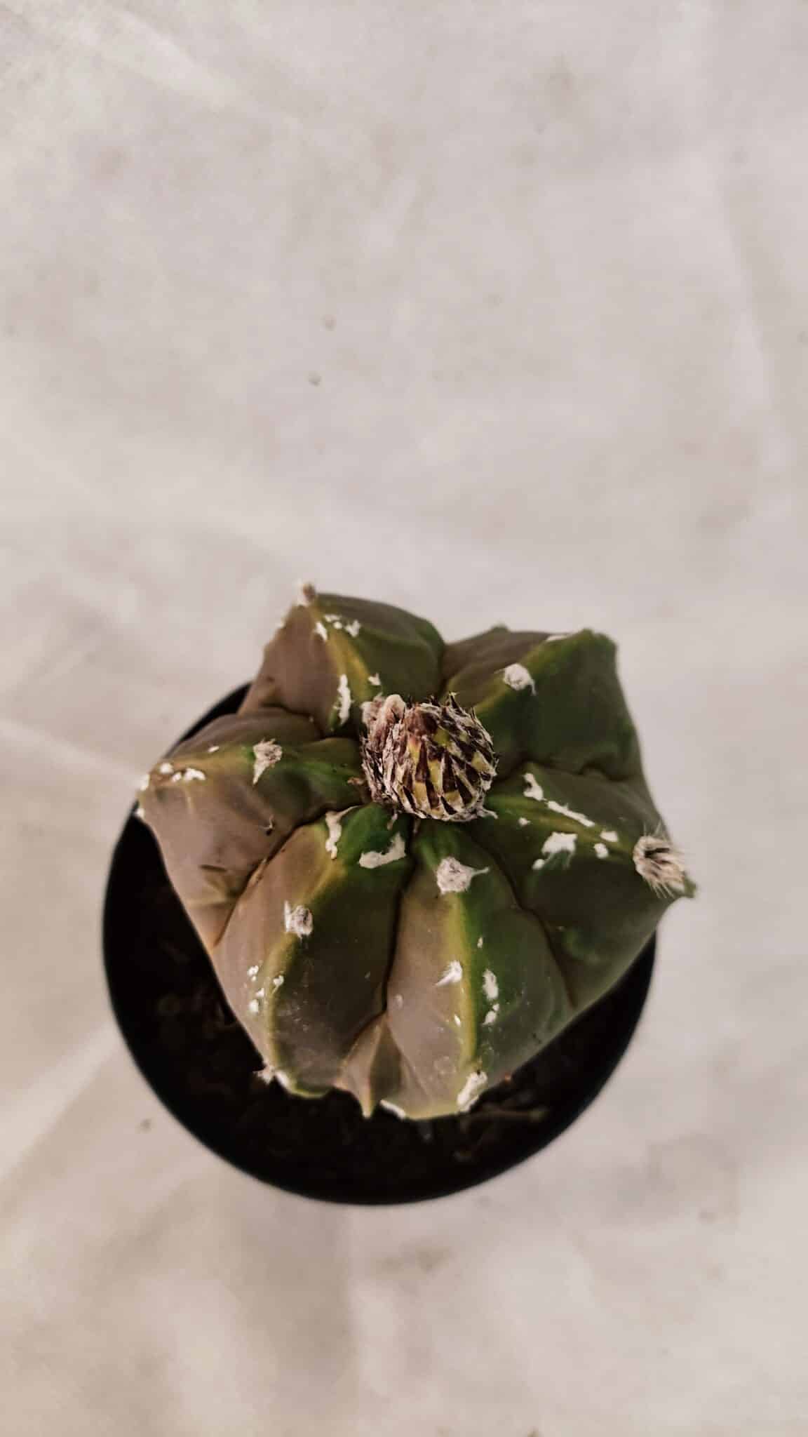 ASTROPHYTUM cv KIKKO "Exótico" Nº 1079 – vaso 09 - foto 3