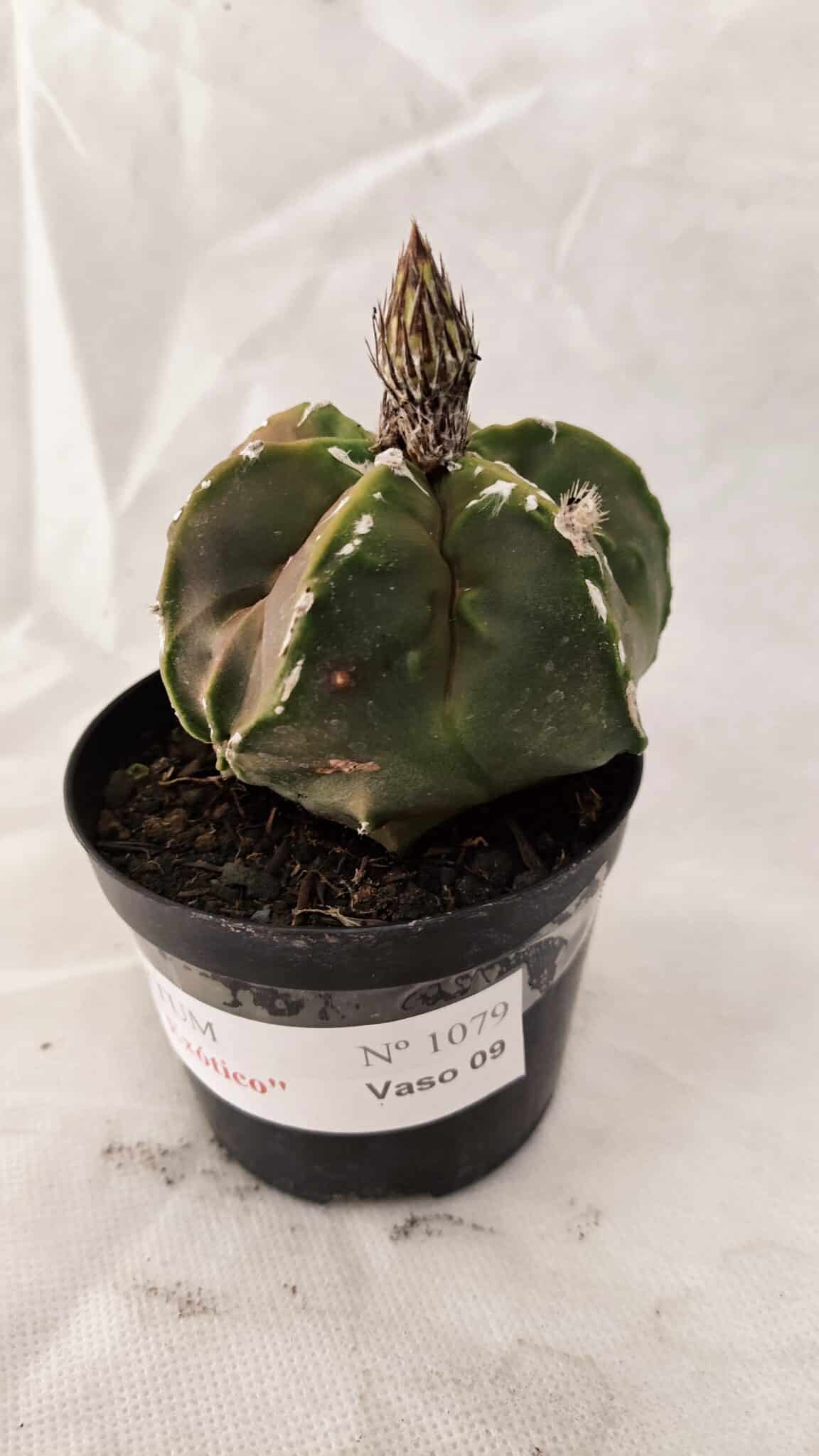 ASTROPHYTUM cv KIKKO "Exótico" Nº 1079 – vaso 09 - foto 8