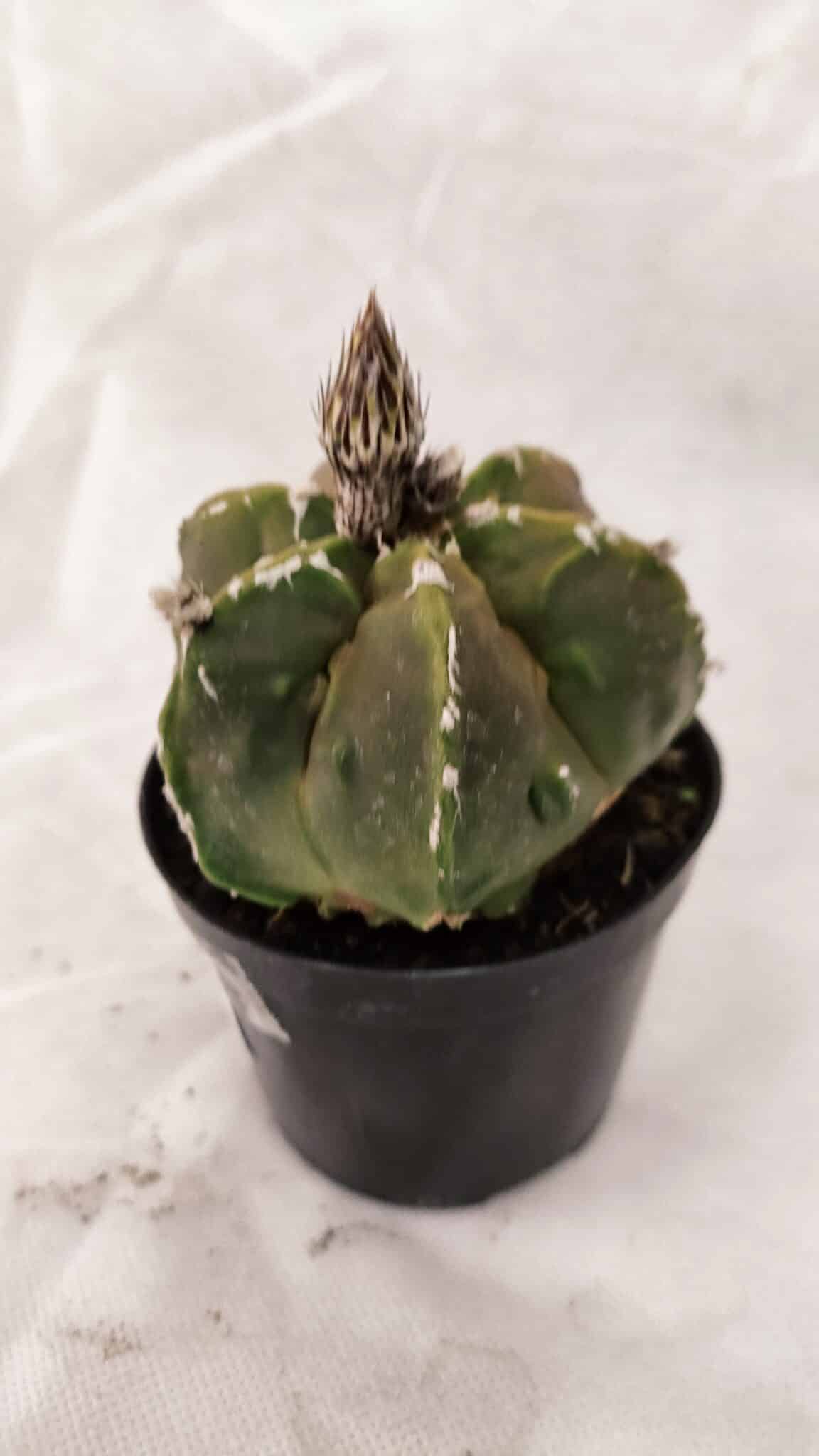 ASTROPHYTUM cv KIKKO "Exótico" Nº 1079 – vaso 09 - foto 7