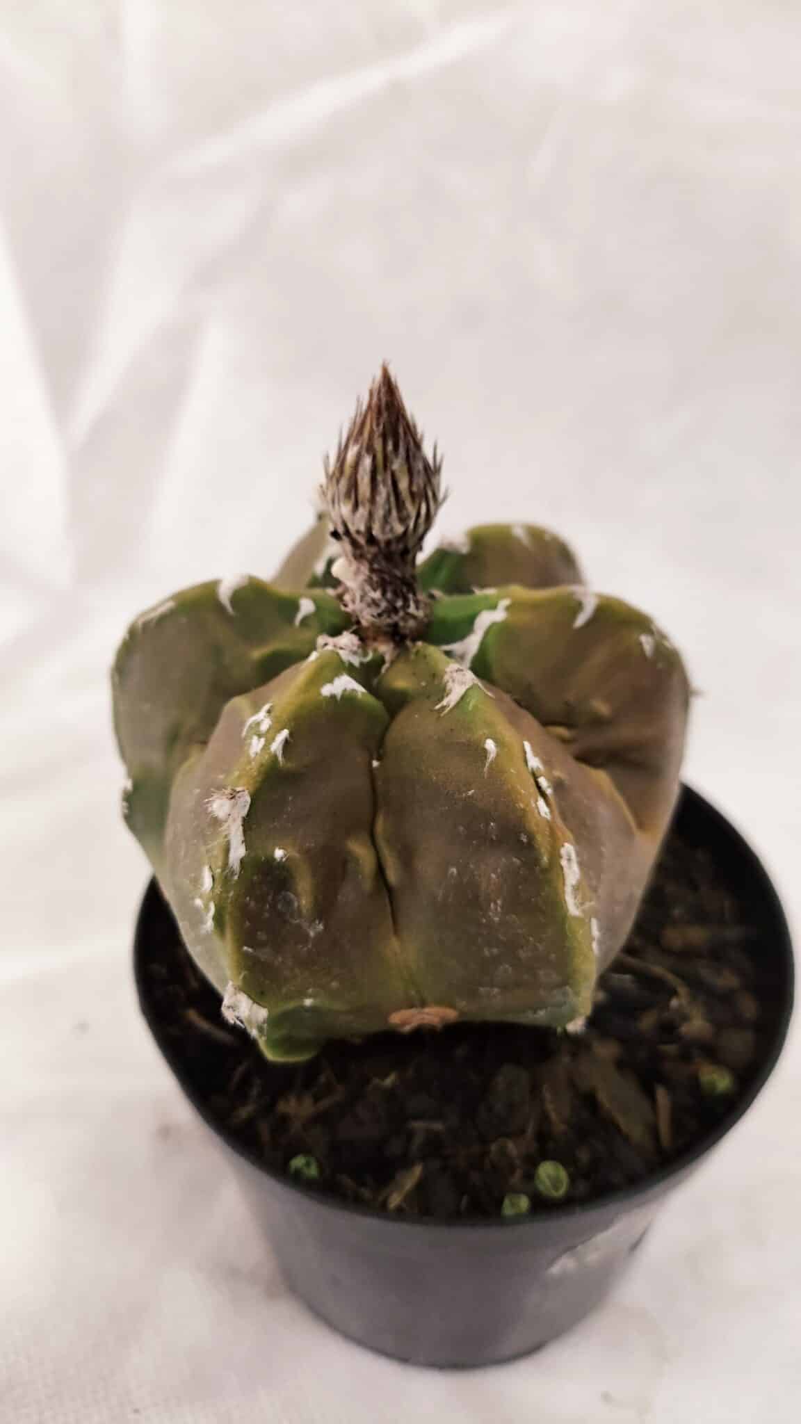 ASTROPHYTUM cv KIKKO "Exótico" Nº 1079 – vaso 09 - foto 6