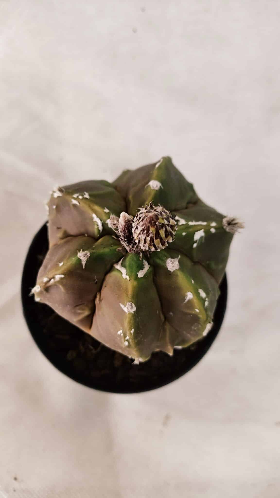 ASTROPHYTUM cv KIKKO "Exótico" Nº 1079 – vaso 09 - foto 5