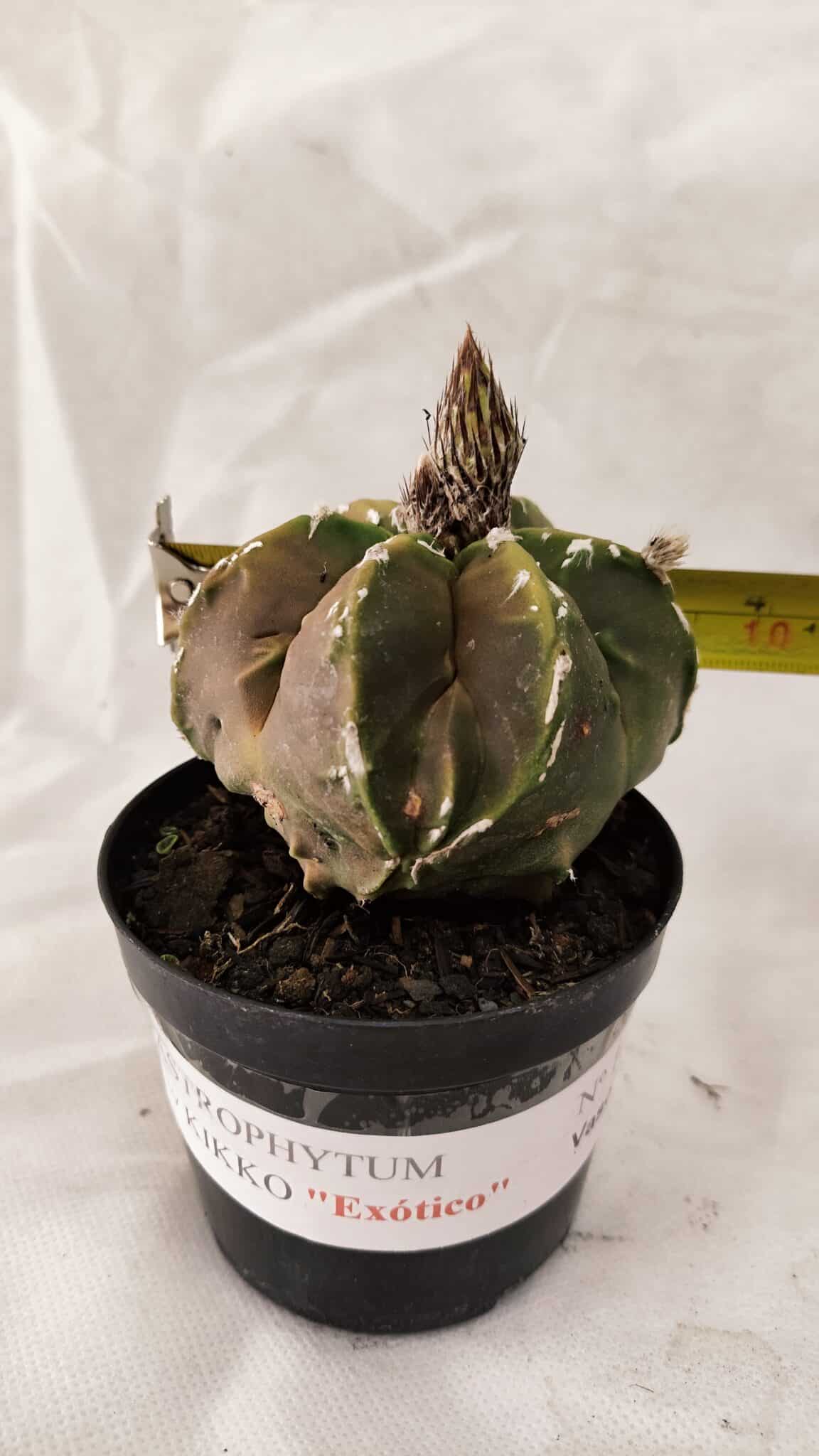 ASTROPHYTUM cv KIKKO "Exótico" Nº 1079 – vaso 09 - foto 4