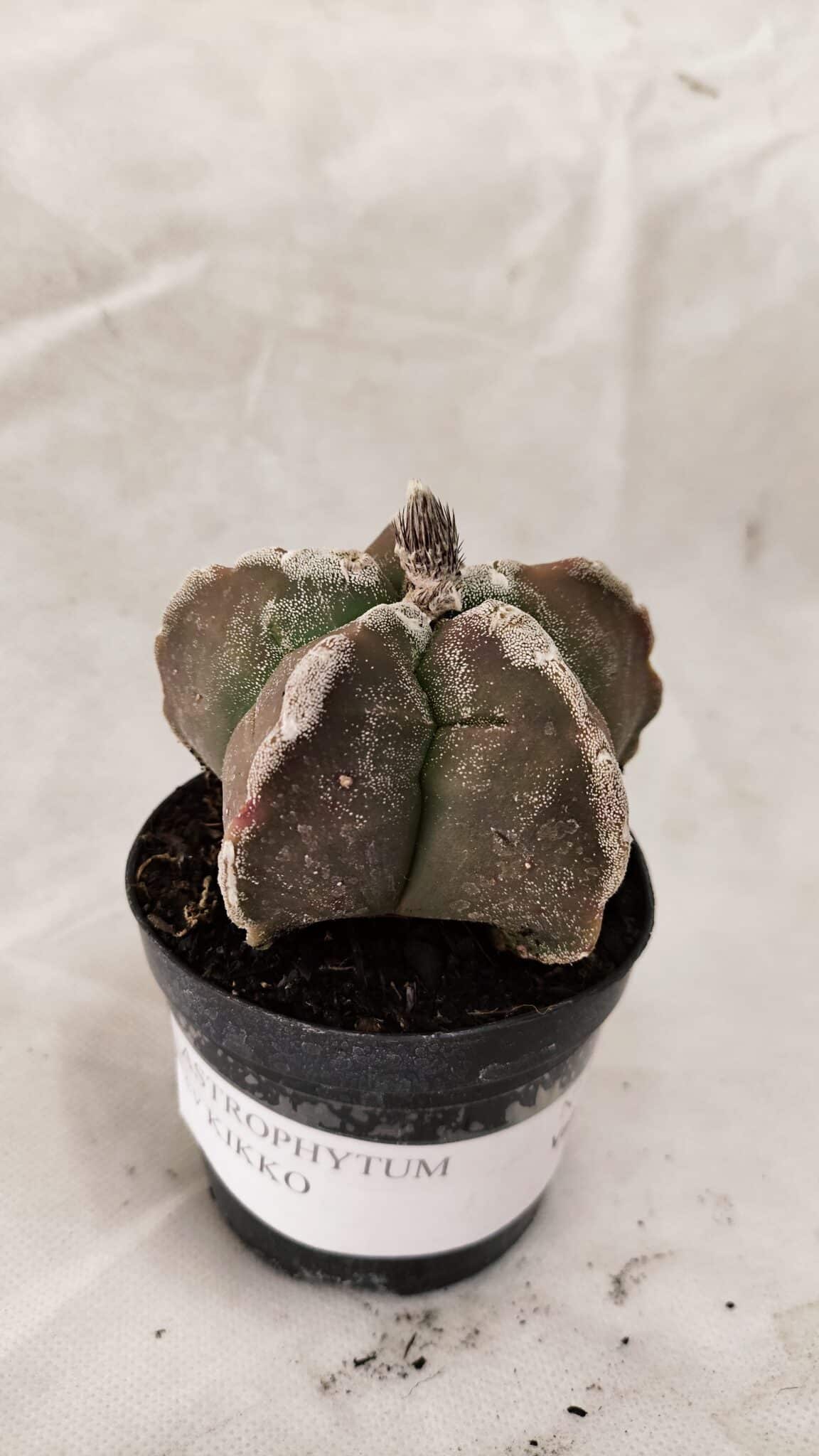 ASTROPHYTUM cv KIKKO Nº 1080 – vaso 09 - foto 2