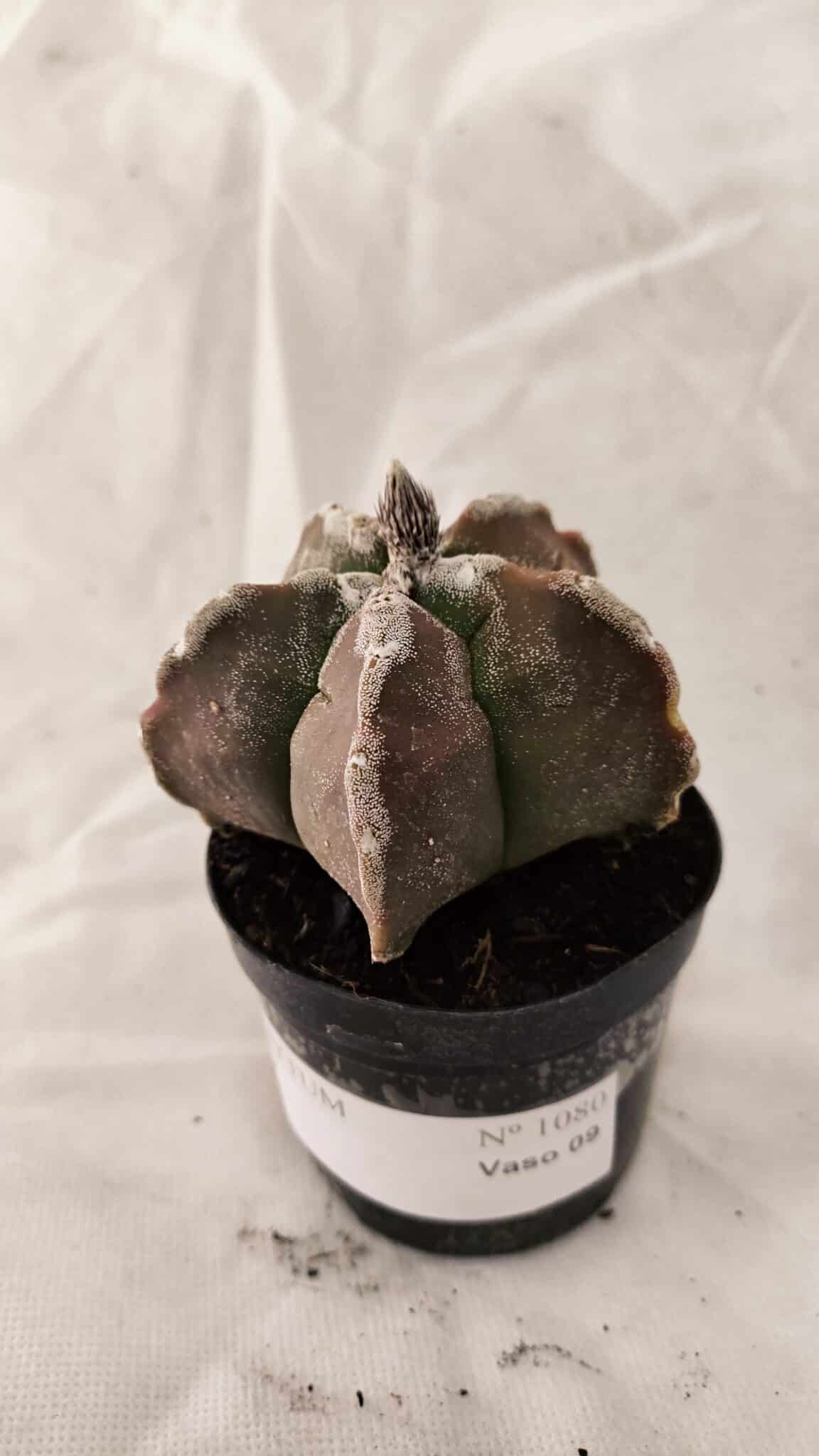 ASTROPHYTUM cv KIKKO Nº 1080 – vaso 09 - foto 9