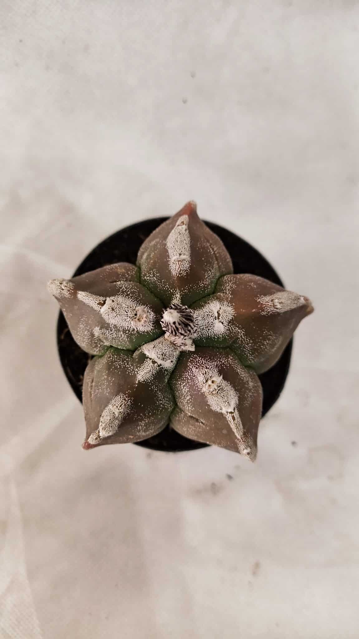 ASTROPHYTUM cv KIKKO Nº 1080 – vaso 09 - foto 6