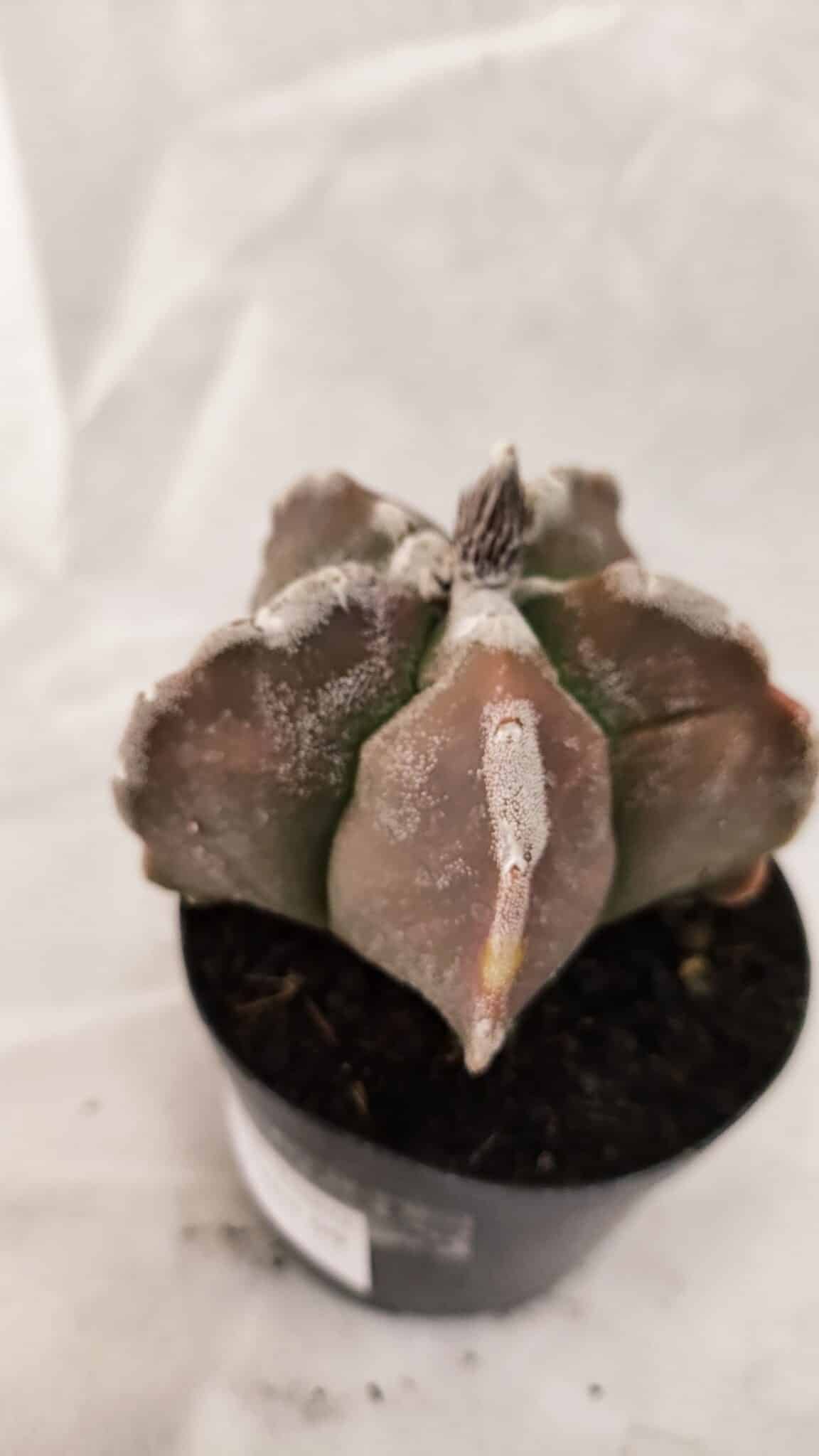 ASTROPHYTUM cv KIKKO Nº 1080 – vaso 09 - foto 8