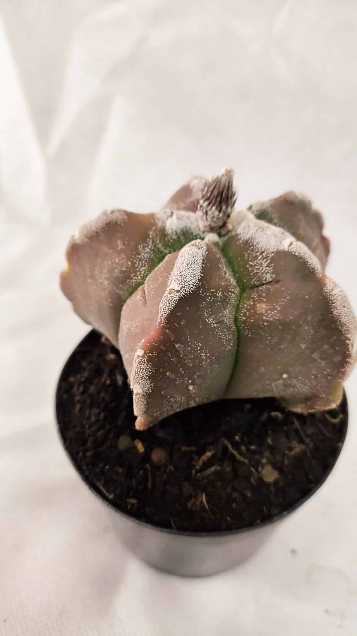ASTROPHYTUM cv KIKKO Nº 1080 – vaso 09 - foto 7